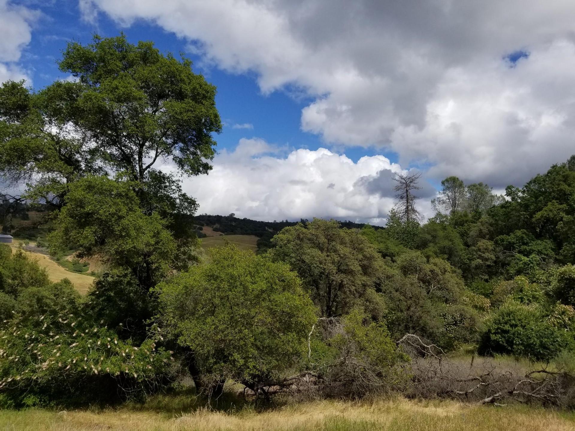 A vibrant landscape with green trees, grassy hills, and a cloudy blue sky.