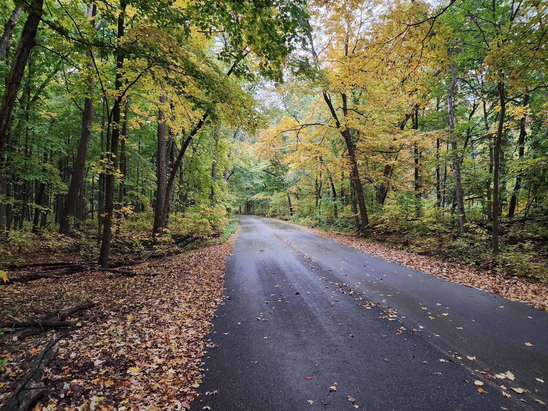 Paved road through a forest with vibrant autumn foliage and fallen leaves.