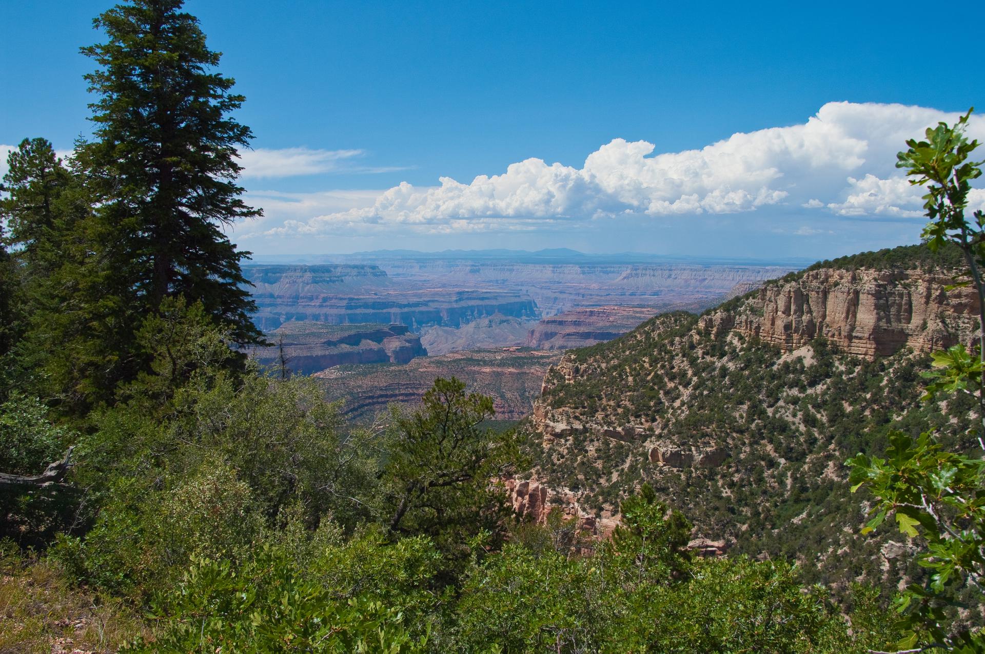 Panoramic view of a vast canyon from a forested rim under a blue sky.