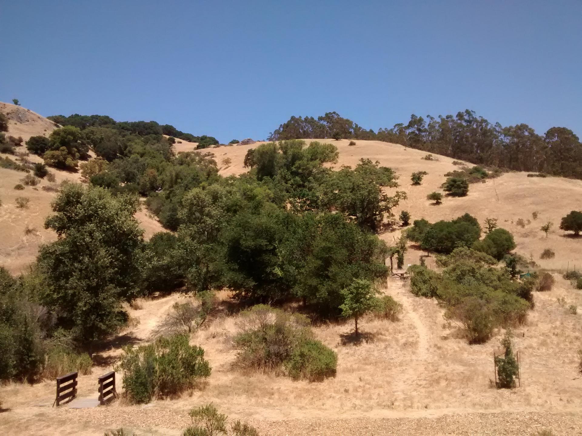 Sunny golden hills with scattered green trees and a wooden fence.