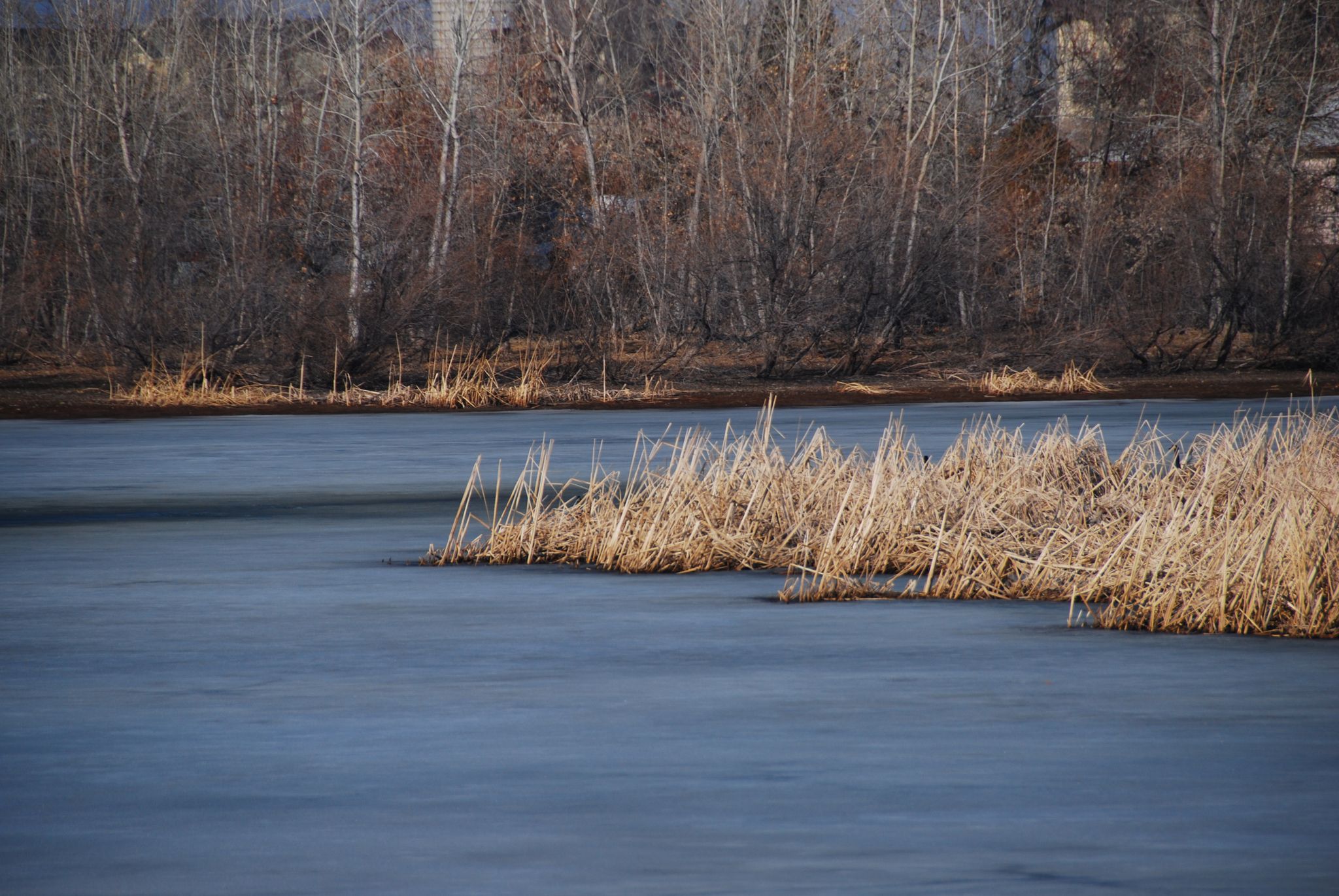 A partially frozen lake with dry reeds and bare trees in the background. - Greenlee Reservoir Preserve – Waneka Park loop from Lafayette