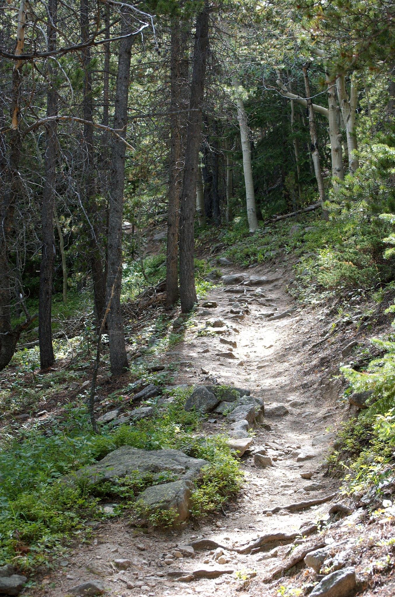 Rocky dirt path winding uphill through a sun-dappled pine forest.