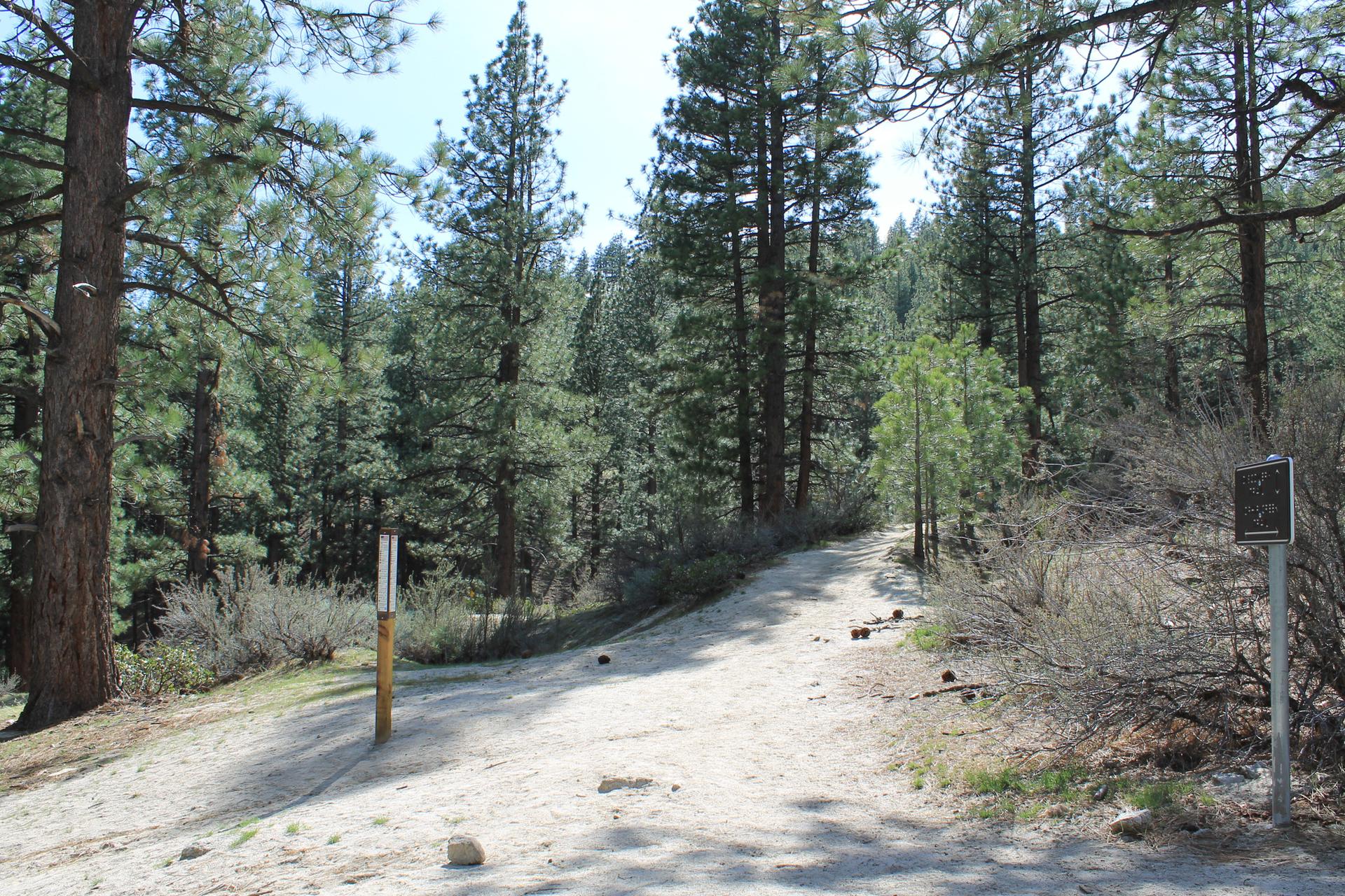 A wide dirt path winds through a sun-dappled pine forest.