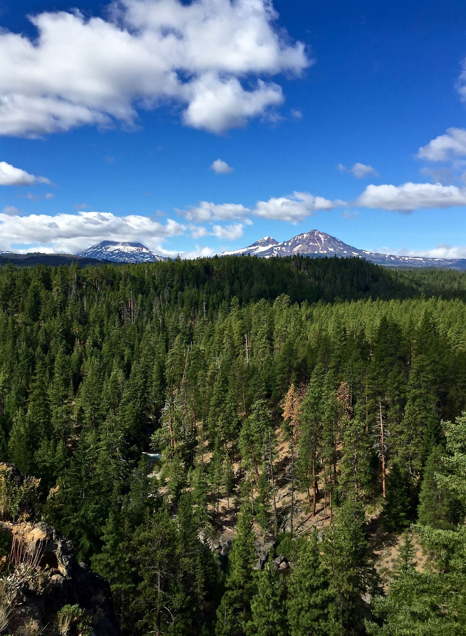 A vast pine forest stretches towards snow-capped mountains under a blue sky. - Whychus Creek Overlook Trail