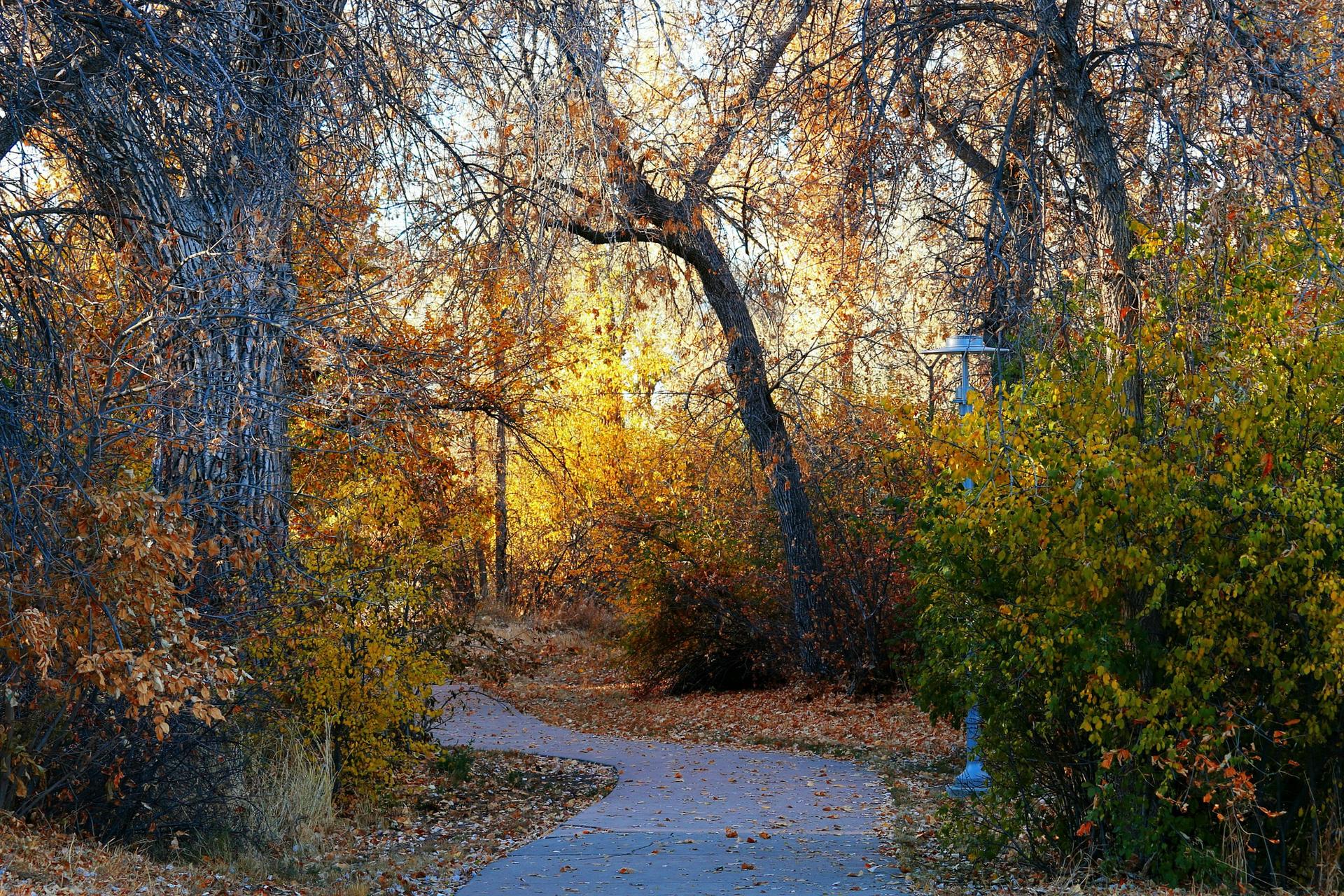 Autumnal path winding through trees with golden leaves and a lamppost.