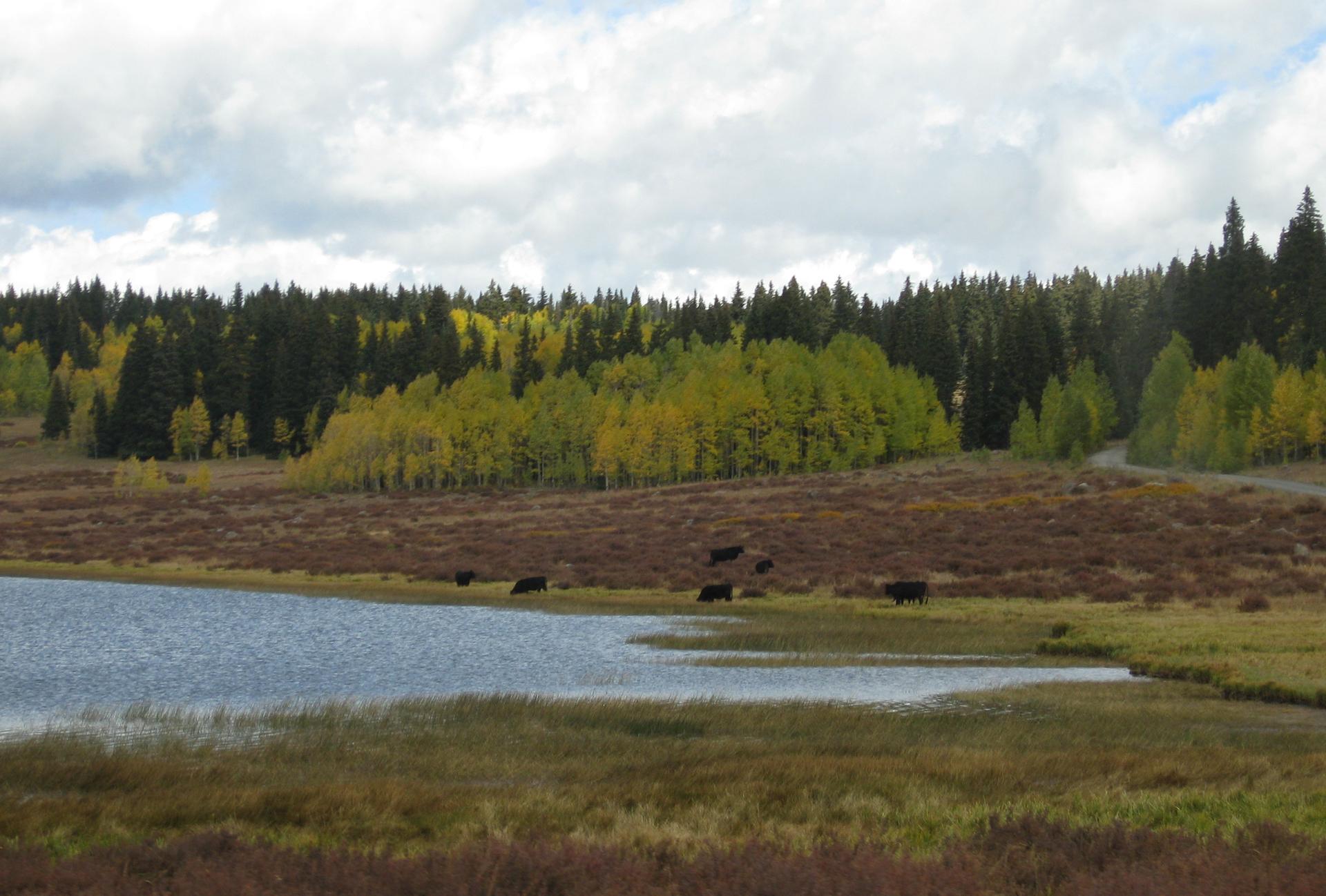 Cows graze by a lake with a forest of green and yellow trees under cloudy sky.