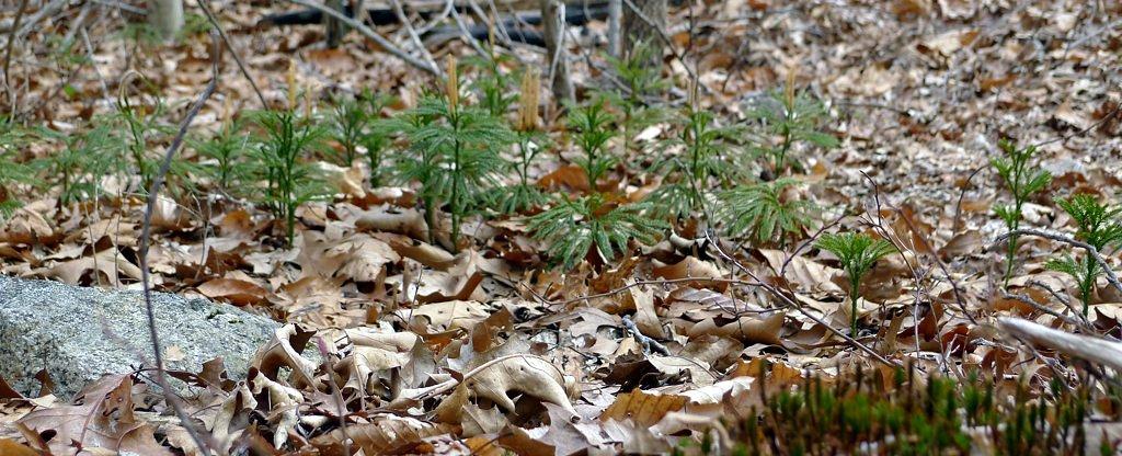 Small green plants sprout from a leaf-covered forest floor in bright light.