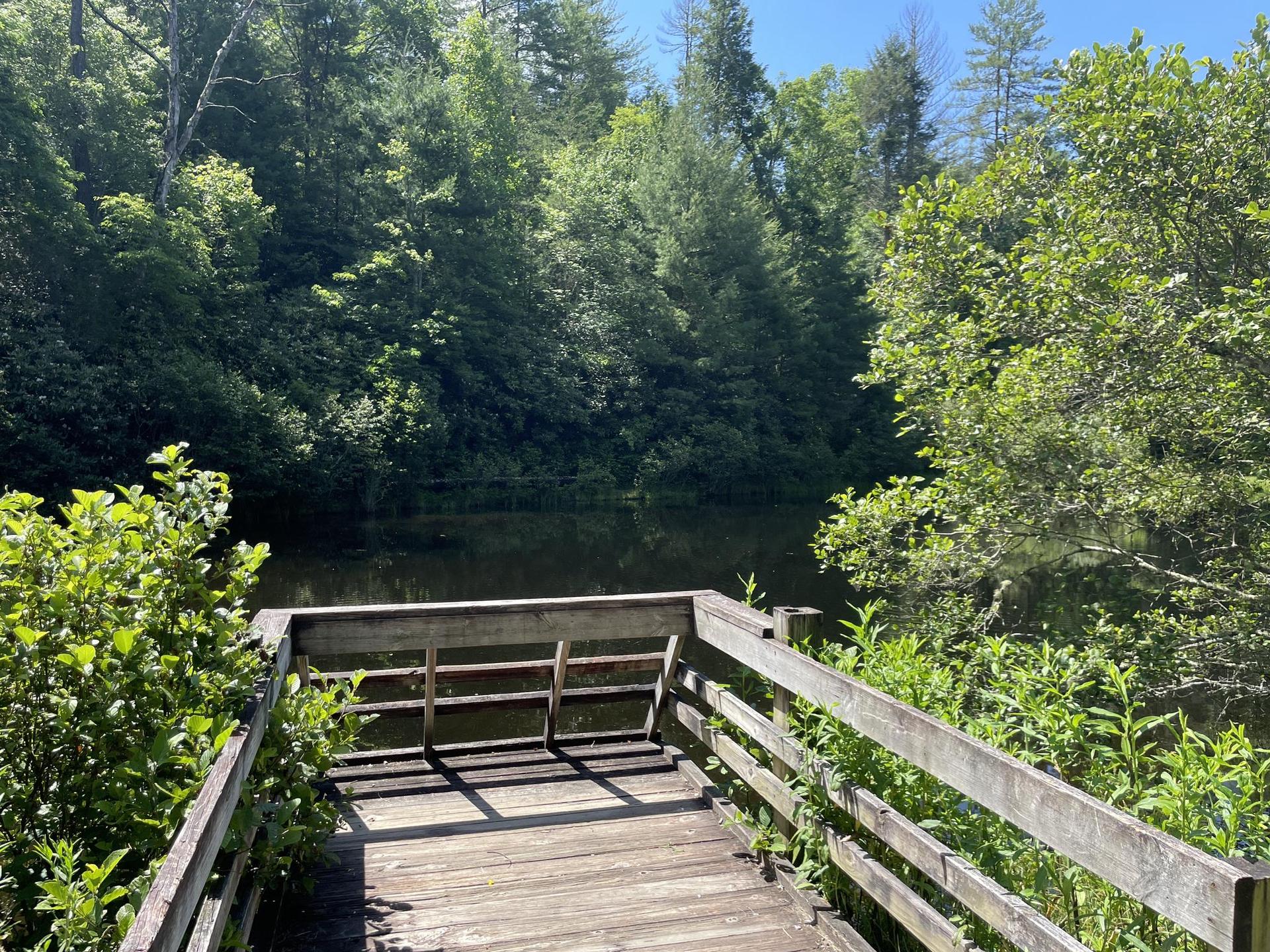 Wooden dock overlooking a calm lake surrounded by lush green trees on a sunny day.