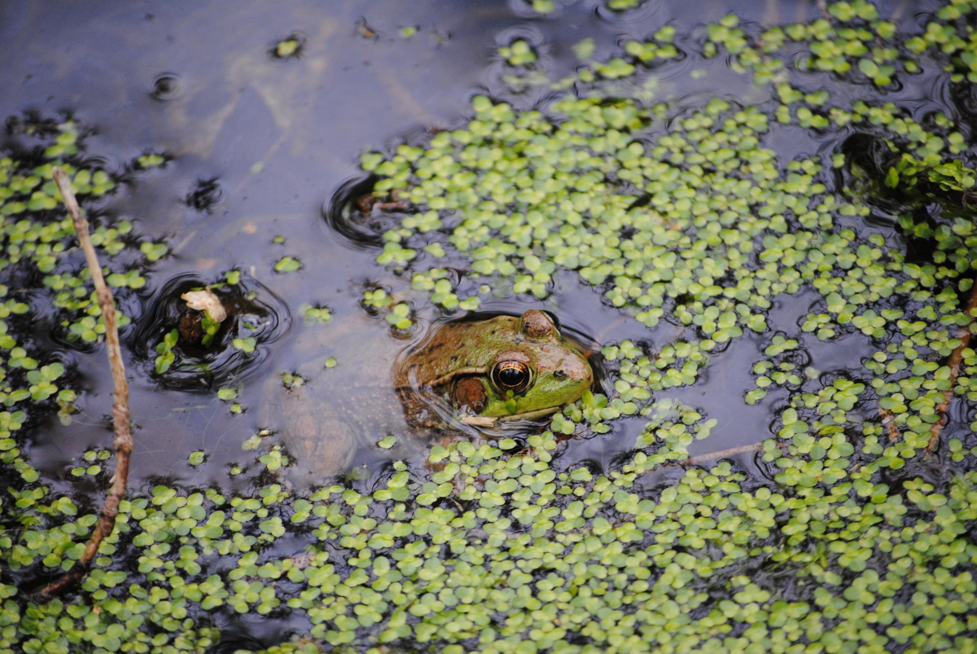 A green frog peeking from dark water covered in bright green duckweed.