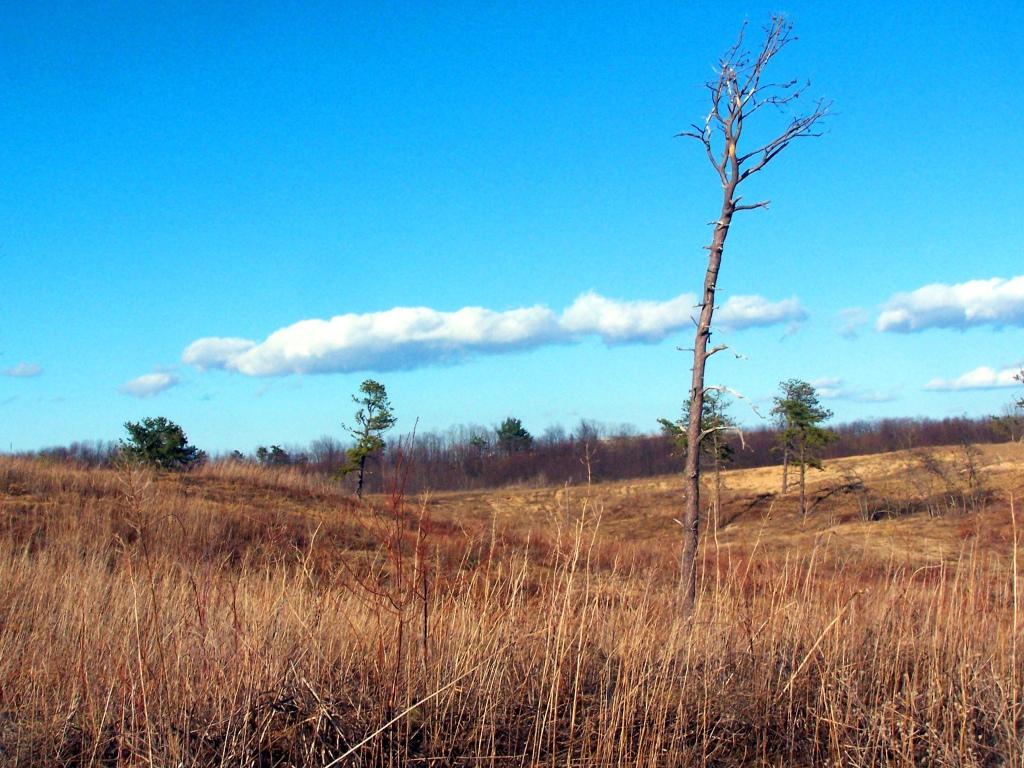 A dry, grassy field under a bright blue sky with a tall, bare tree.
