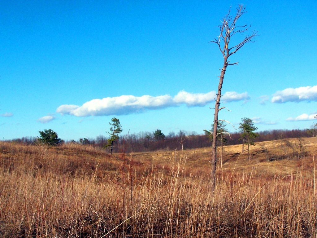 A dry, grassy field under a bright blue sky with a tall, bare tree. - Blueberry Hill and Kaikout Kill Barrens Loop