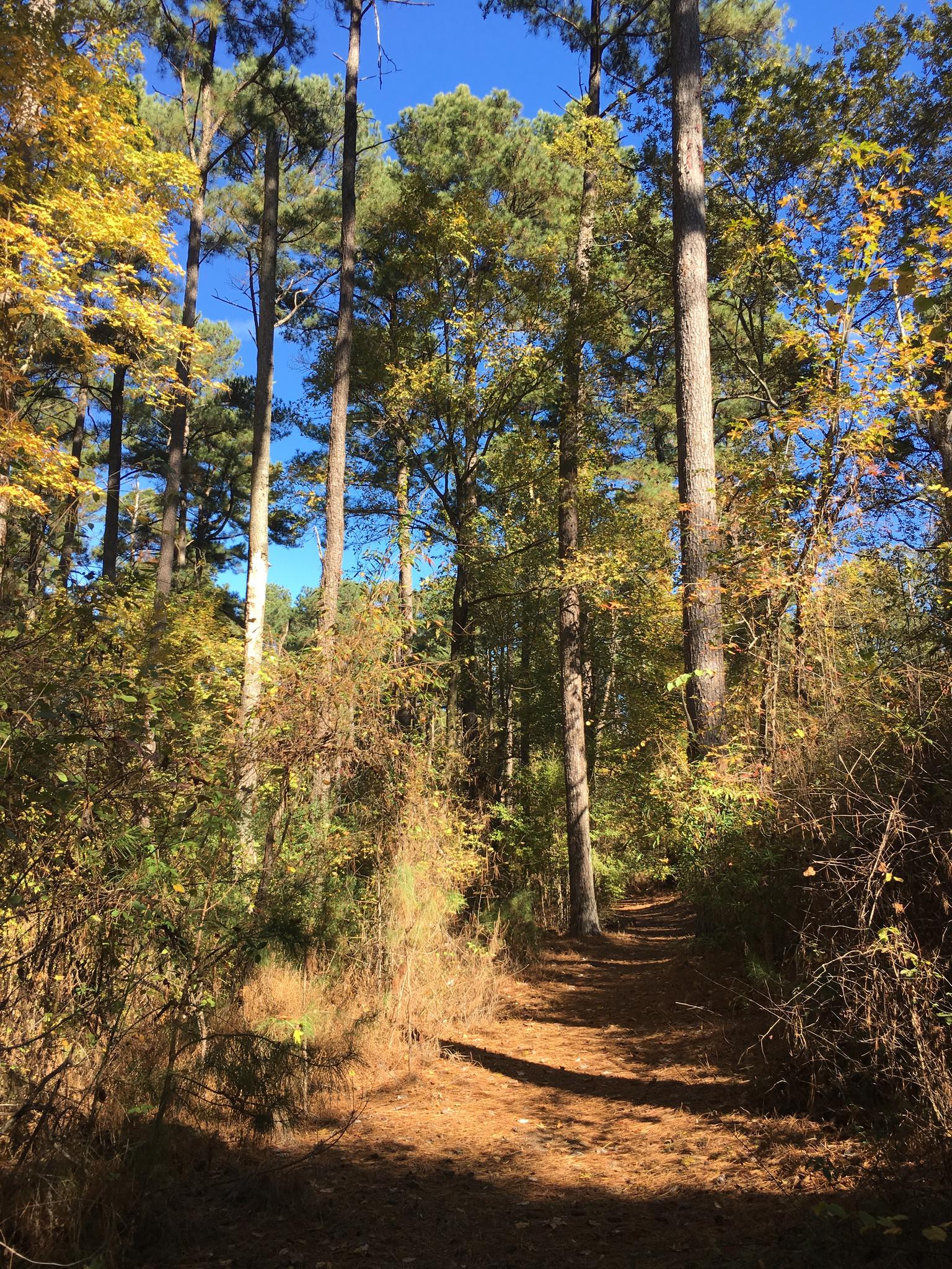 A sunlit dirt path winds through a forest with tall pines and autumn leaves.