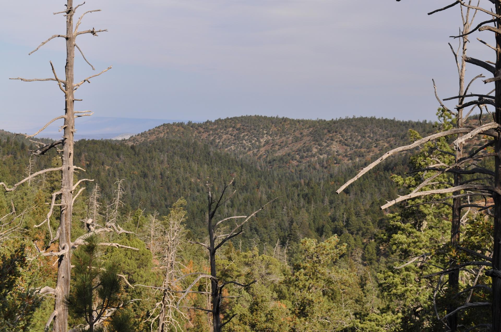 Overcast view of a dense forest with many dead trees in the foreground.