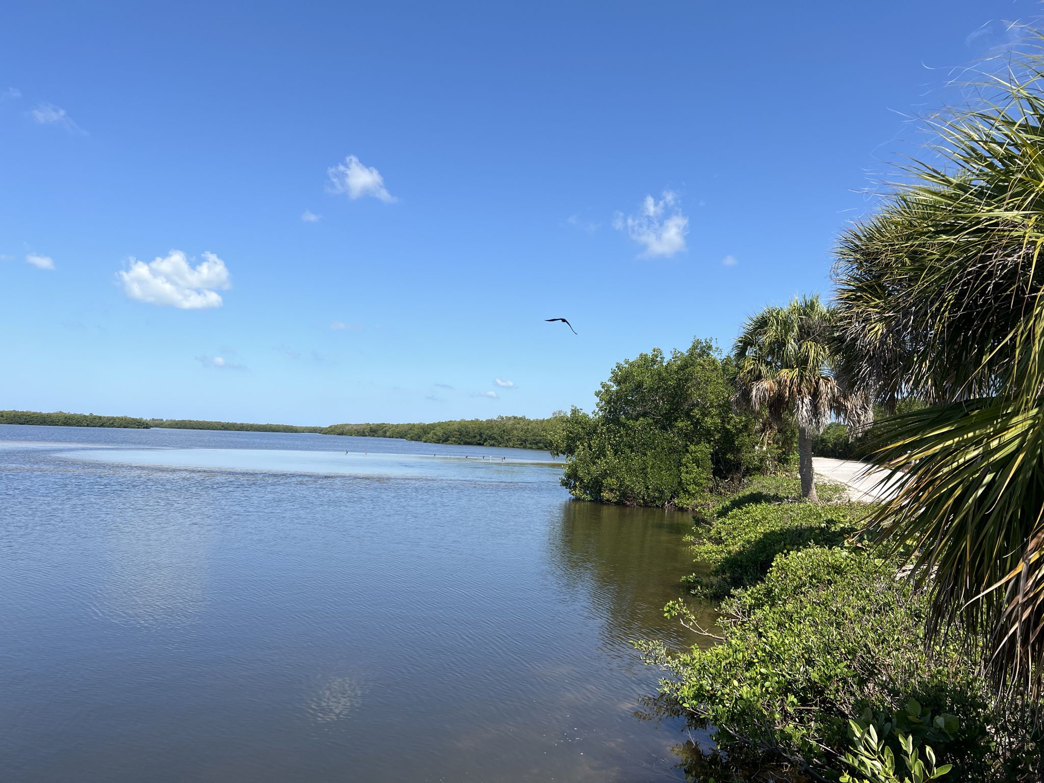 Calm water, lush green shoreline, palm trees, and a bird flying. - Indigo Trail Loop