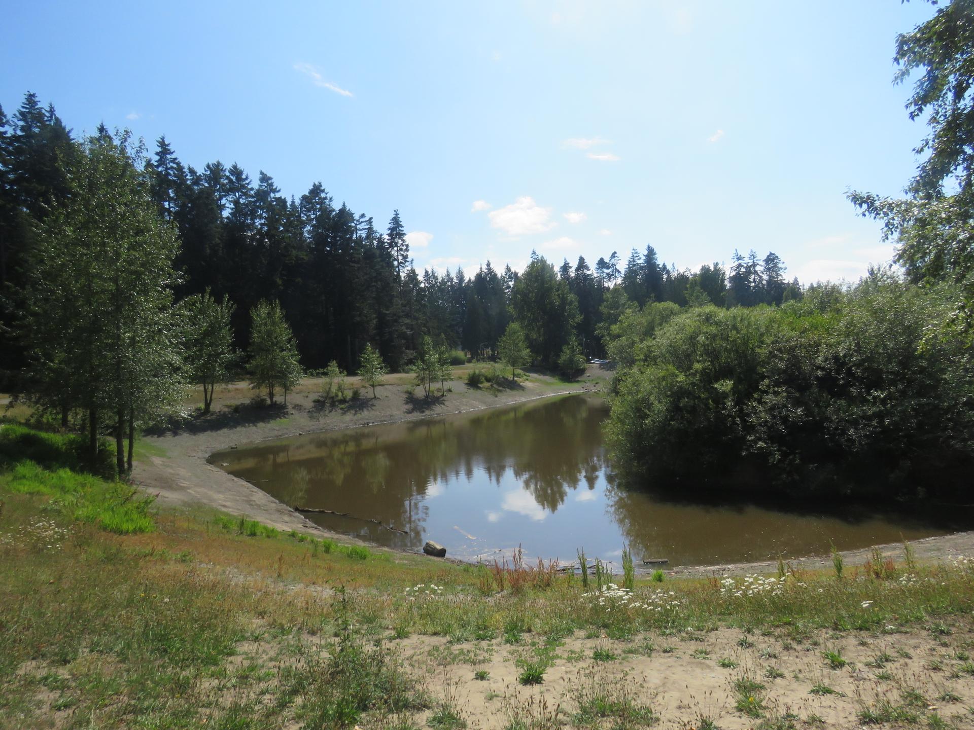 A murky pond surrounded by green trees and grassy banks on a sunny day.
