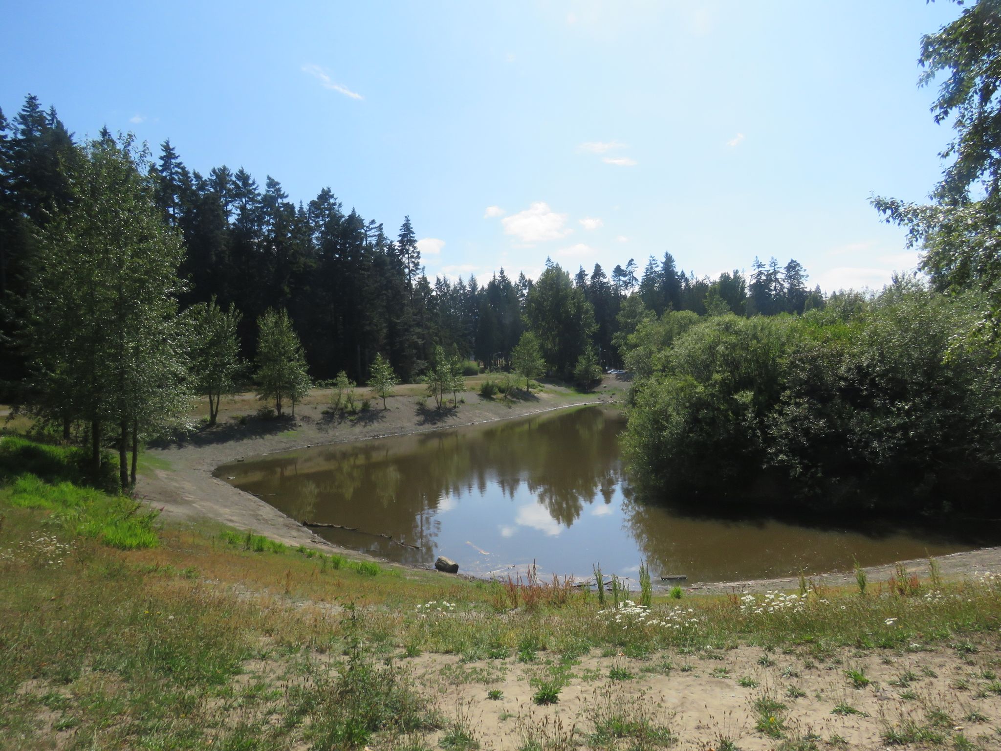 A murky pond surrounded by green trees and grassy banks on a sunny day. - Lincoln Park loop
