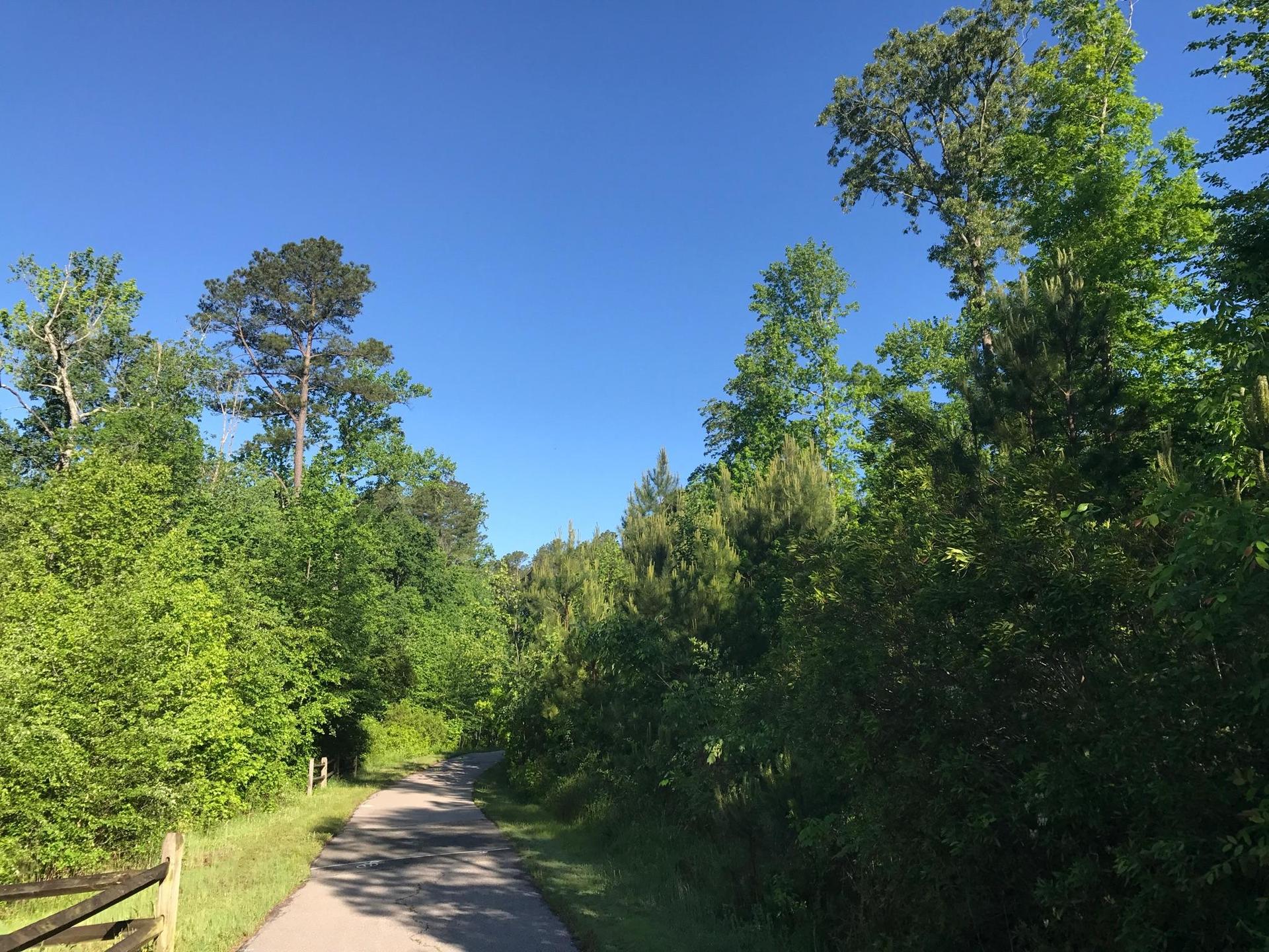 A paved path winds through a vibrant green forest under a clear blue sky.