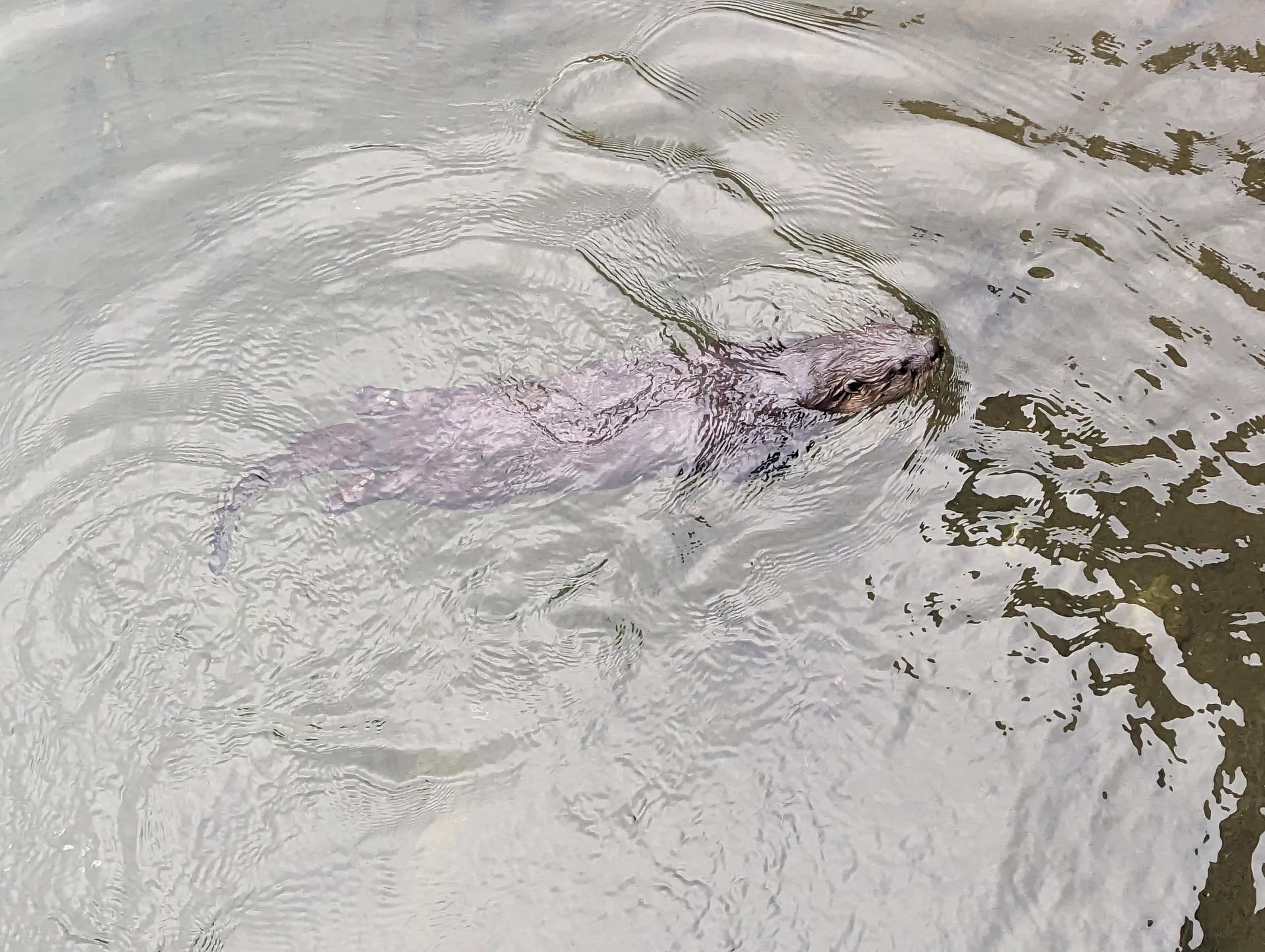 Close-up of a beaver swimming in clear, rippling water.
