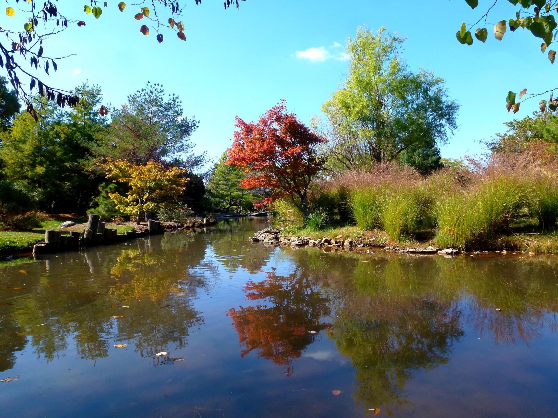 Vibrant autumn trees reflect in a calm pond under a bright blue sky.