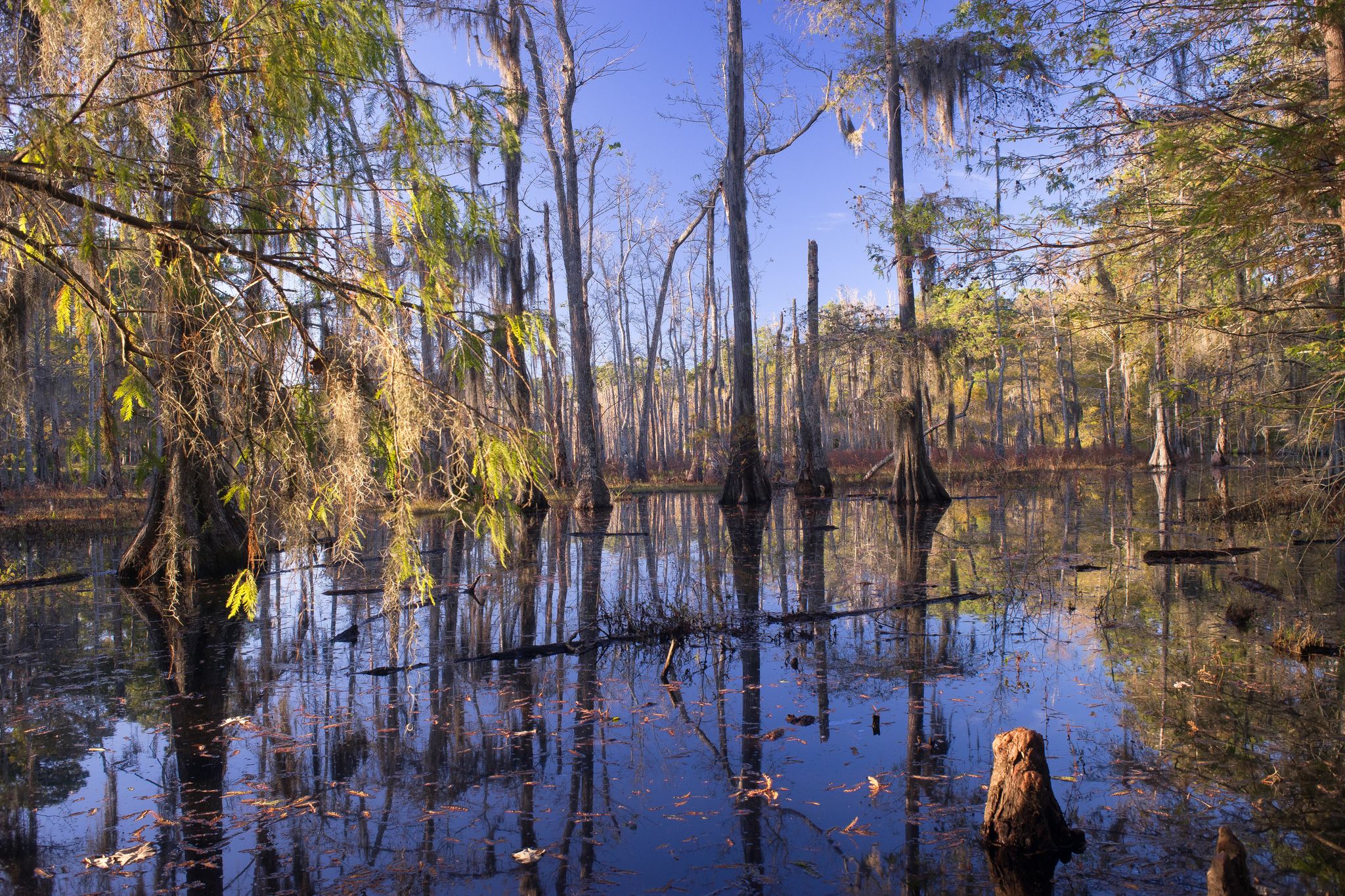 Serene swamp with tall trees, Spanish moss, and reflections on still water. - Sam Houston Jones State Park loop via Sutherland Road