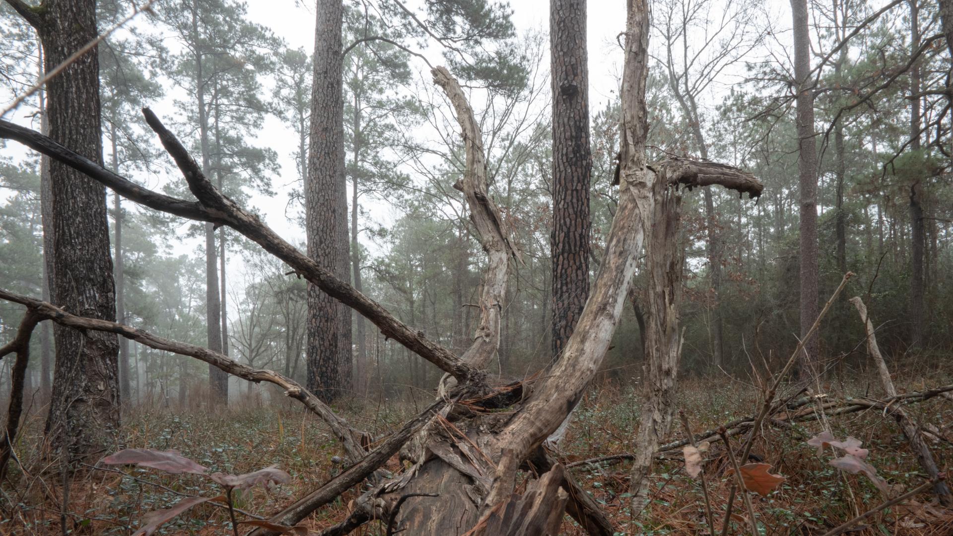 Gnarled fallen tree trunk and branches in a misty, overcast forest.