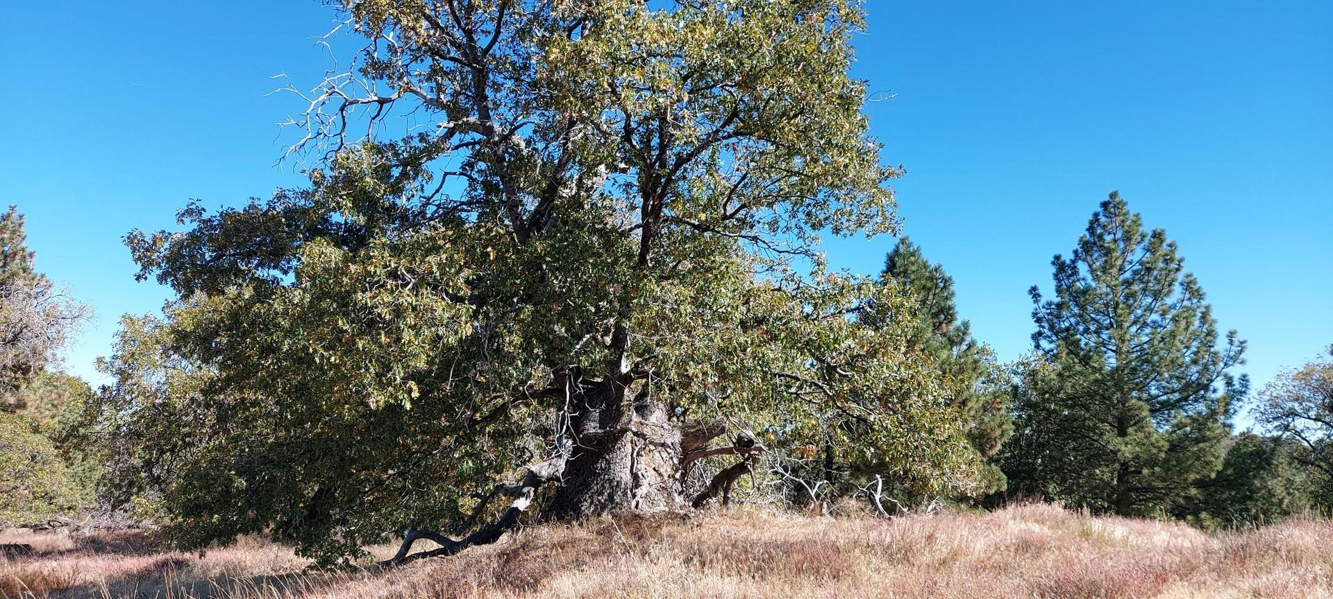 A large, ancient oak tree stands prominently in a sunny, grassy field.