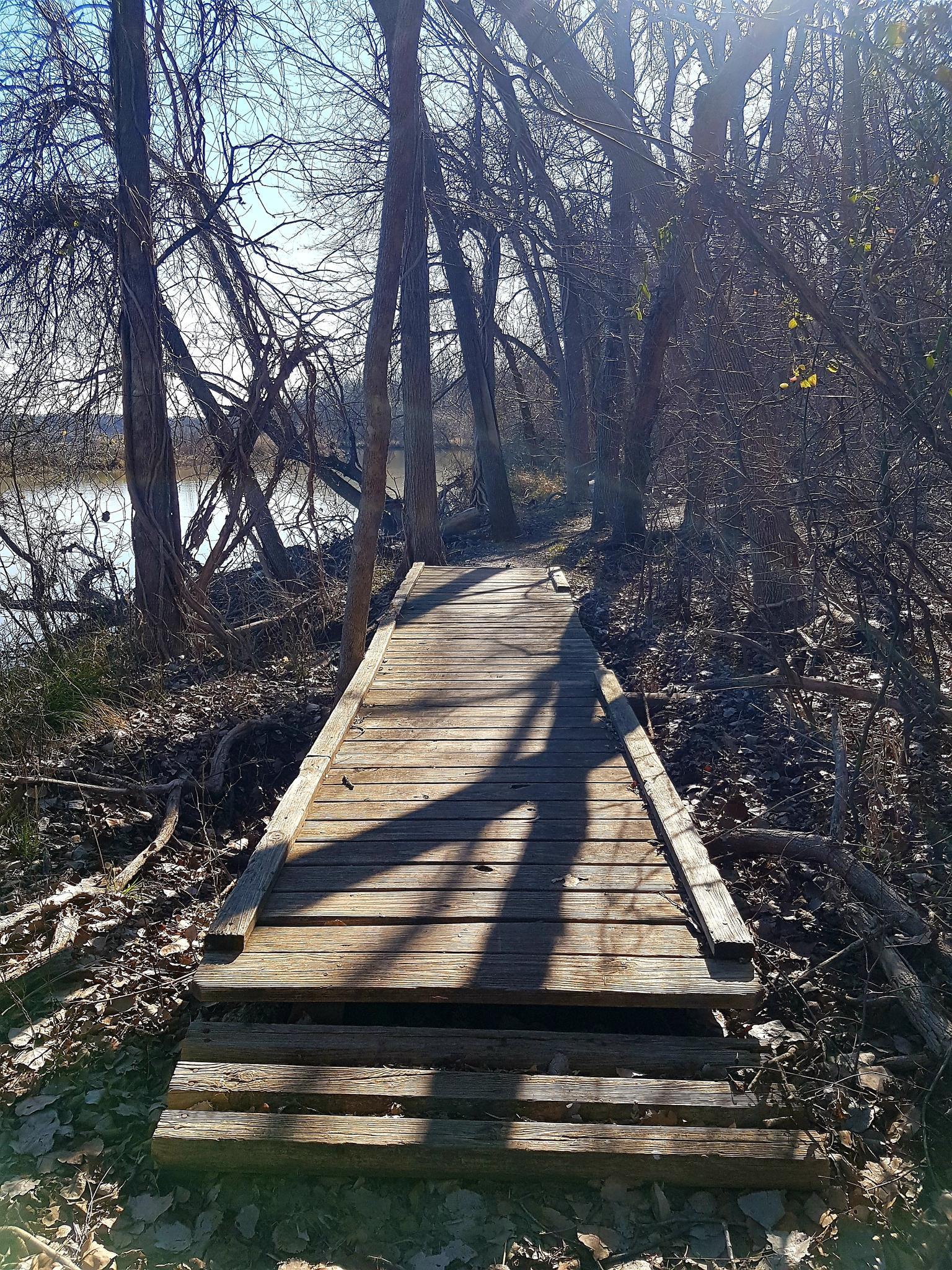 Wooden boardwalk through bare trees with dappled sunlight near a lake.
