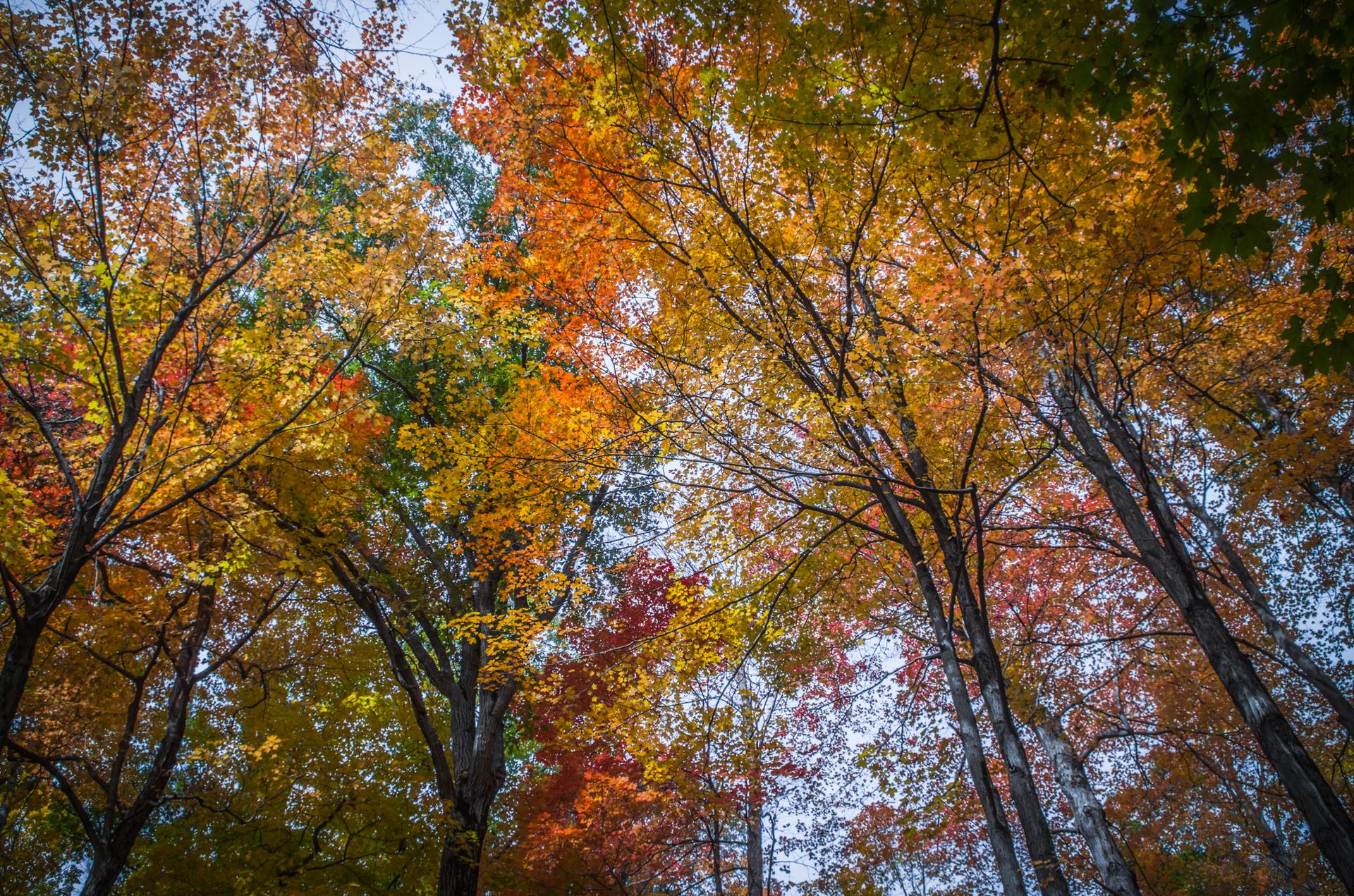 Vibrant autumn tree canopy with red, orange, yellow leaves against bright sky.
