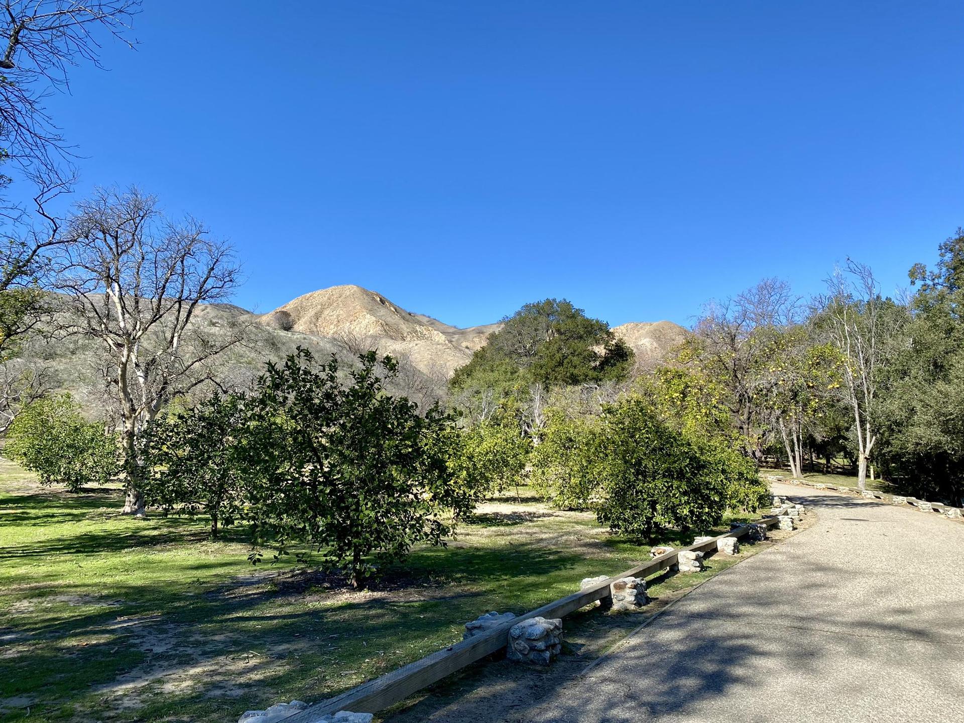 Green trees and bushes in a park-like setting with mountains under blue sky.