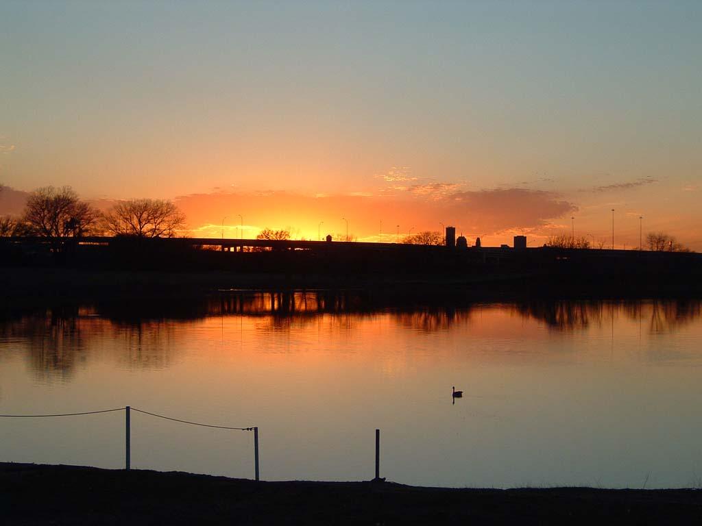 Golden sunset over calm water with a distant city silhouette and a swan.