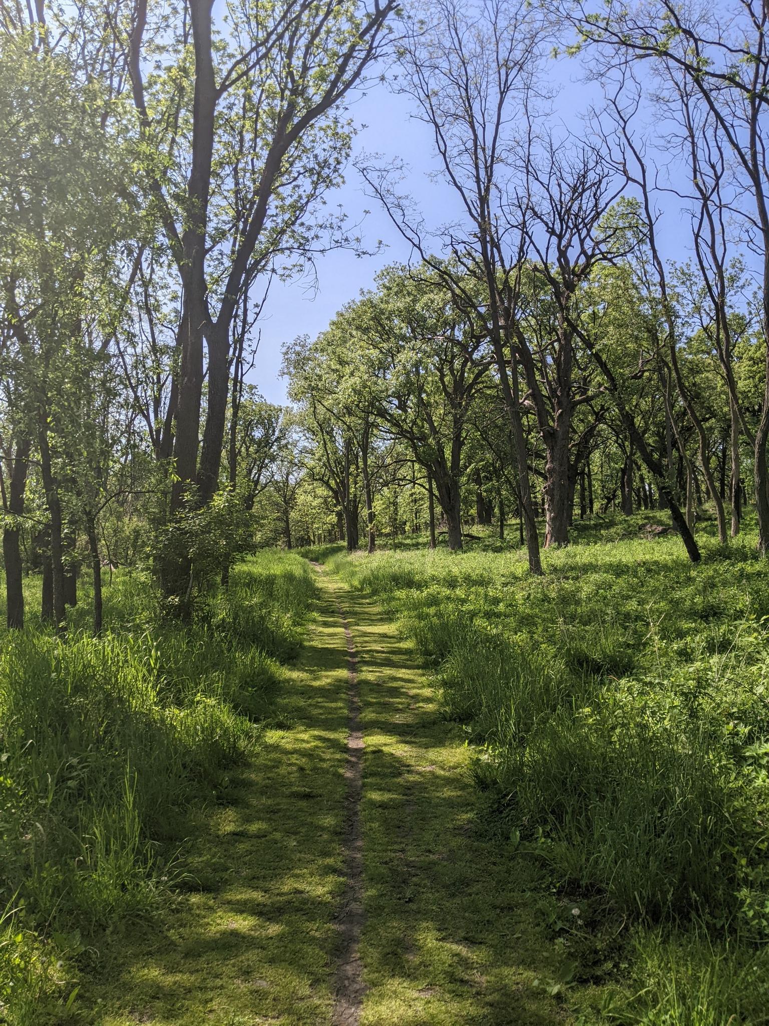 Sunlit grassy path through a vibrant green forest under a clear sky.