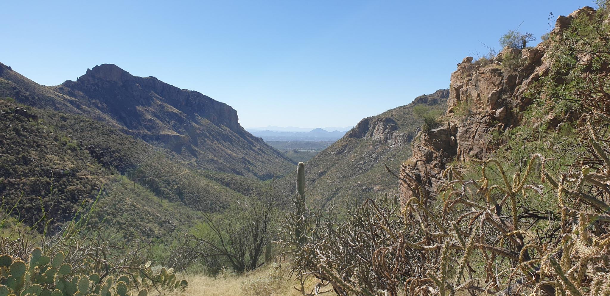 Wide desert canyon view with distant mountains and cacti in the foreground.
