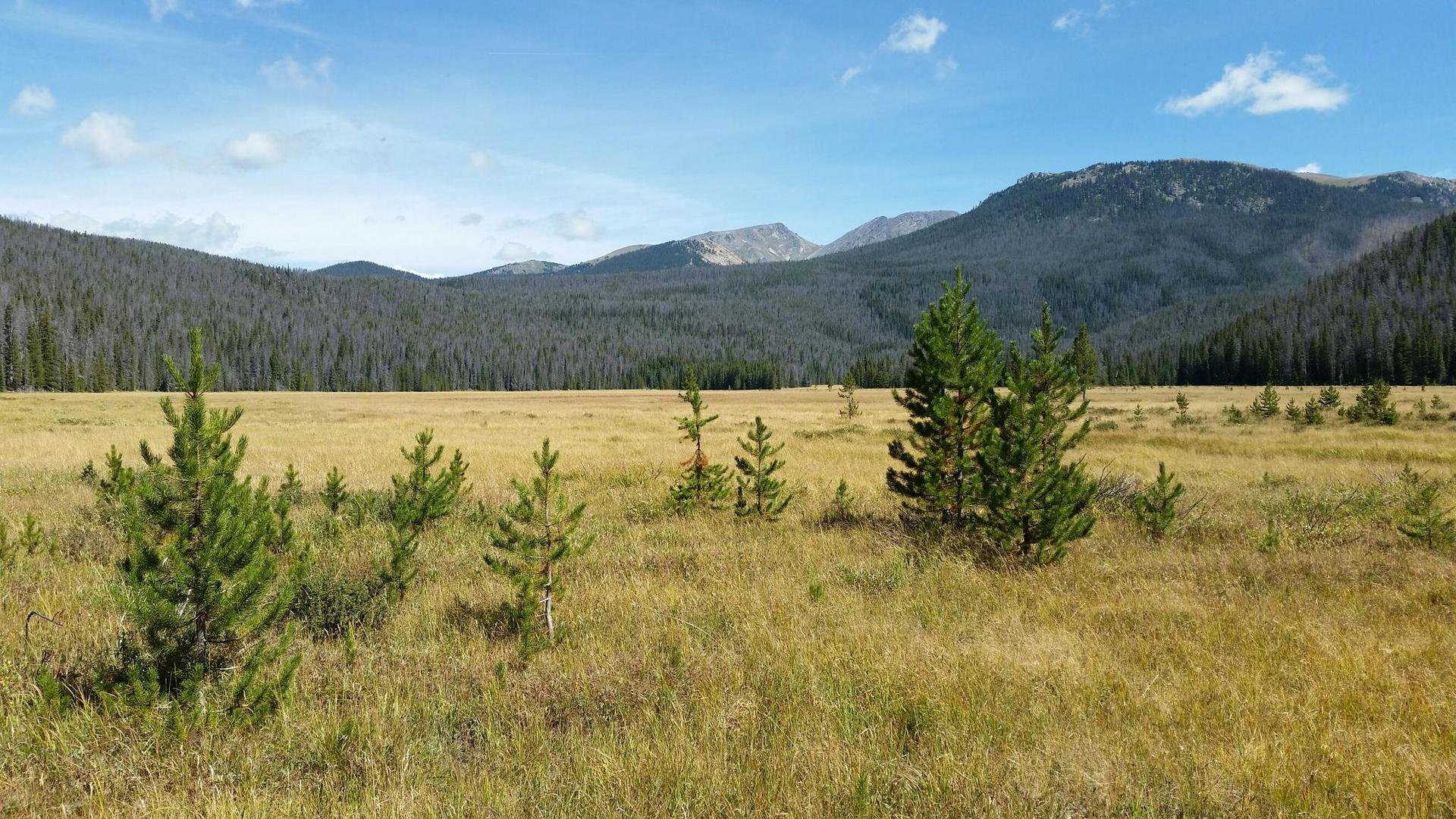 Sunny field with small pine trees, backed by forested mountains and blue sky.