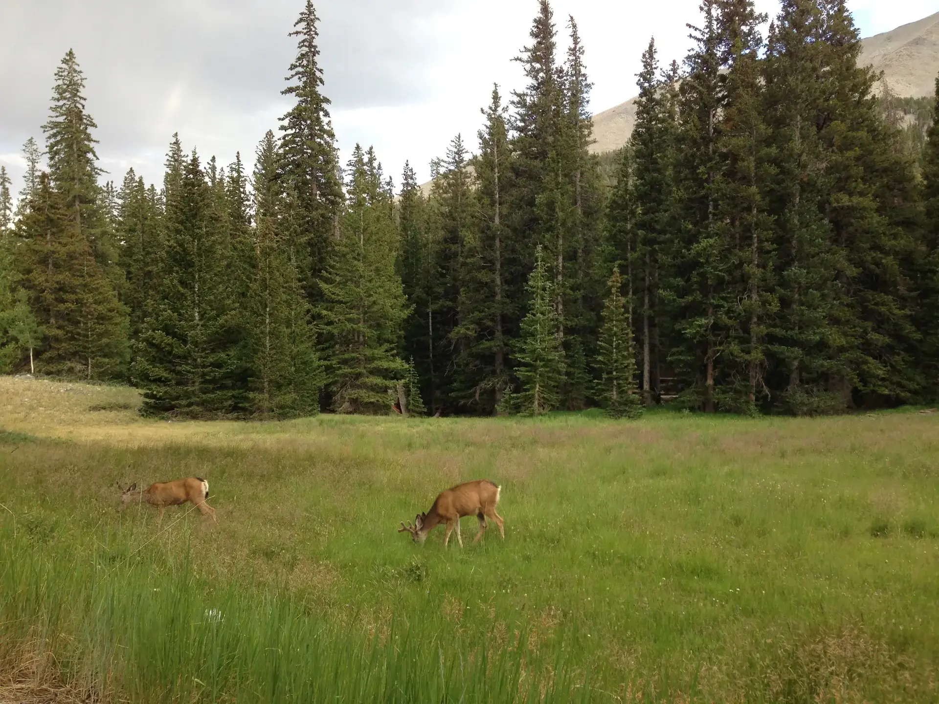 Two deer graze in a lush green meadow beside a dense pine forest.
