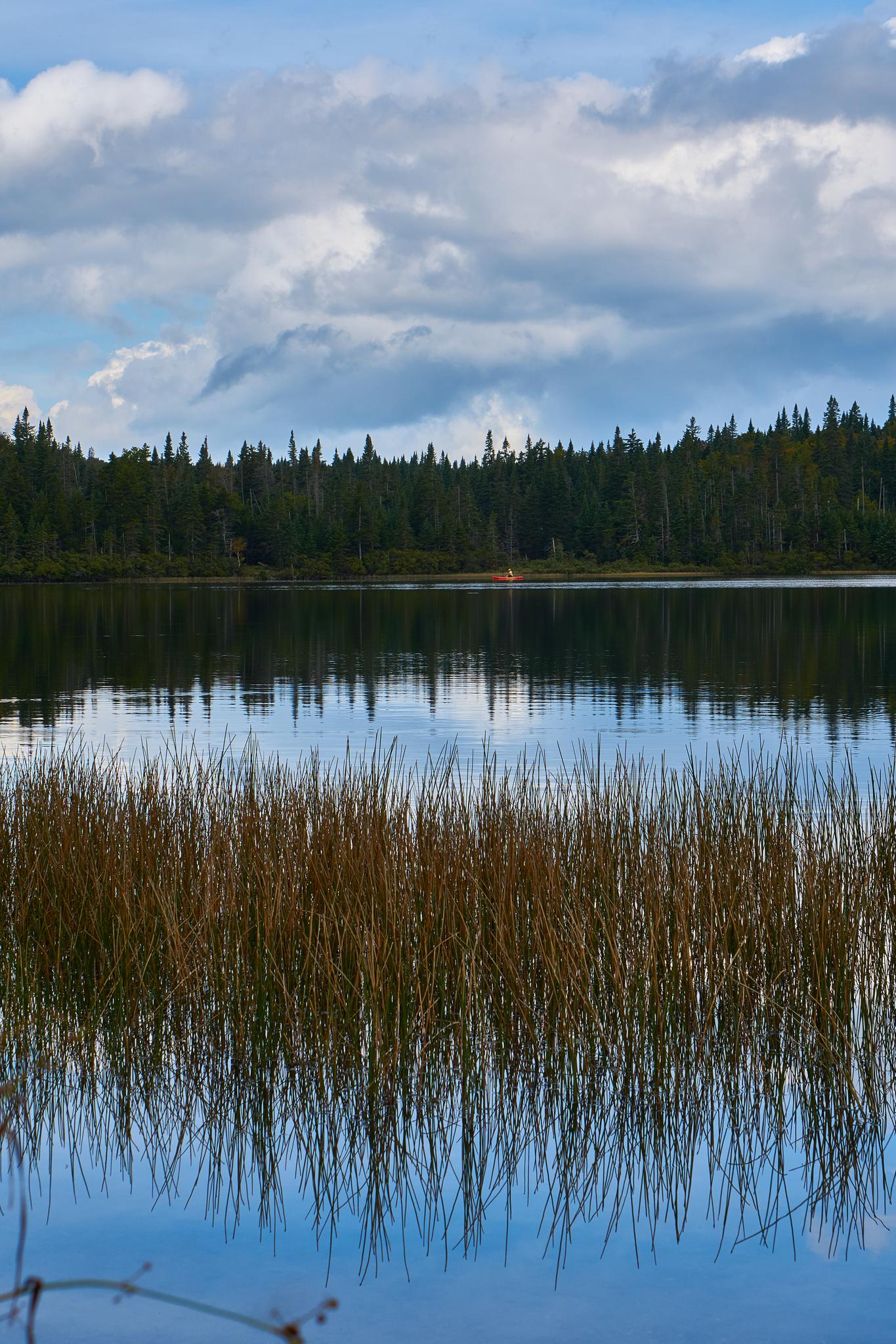 Calm lake with tall reeds, dense forest, and cloudy sky.