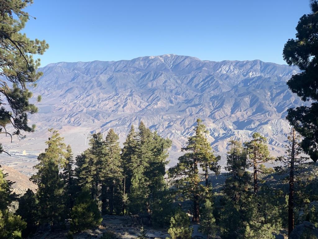 Wide view of a distant, snow-capped mountain range framed by pine trees.