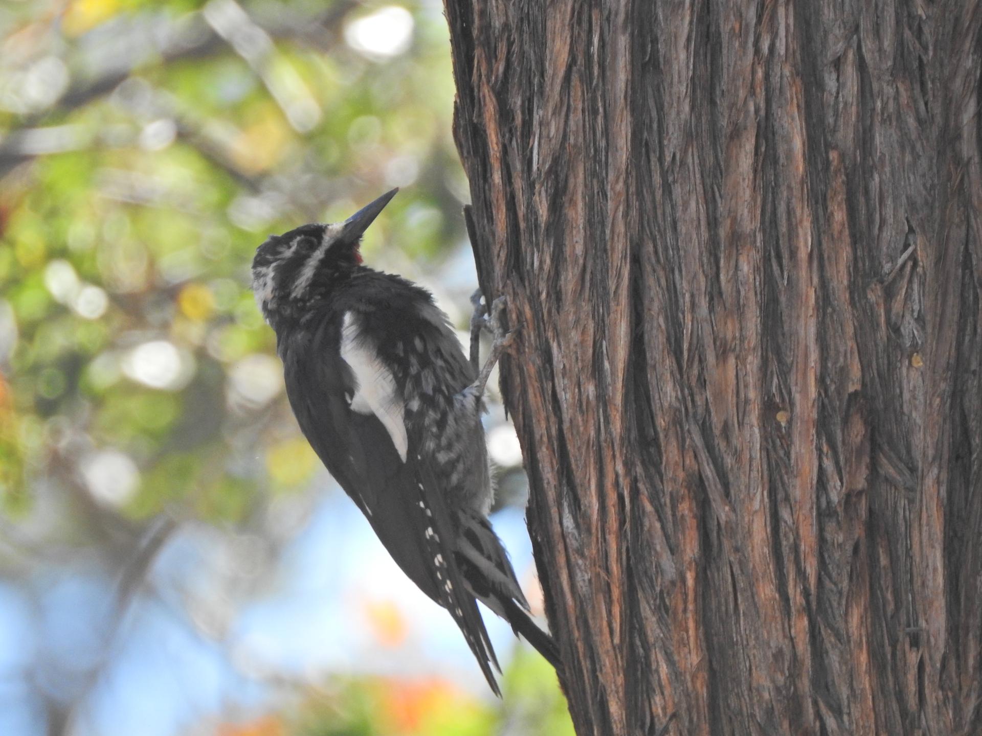 A black and white bird clings to a tree trunk in bright, natural light.
