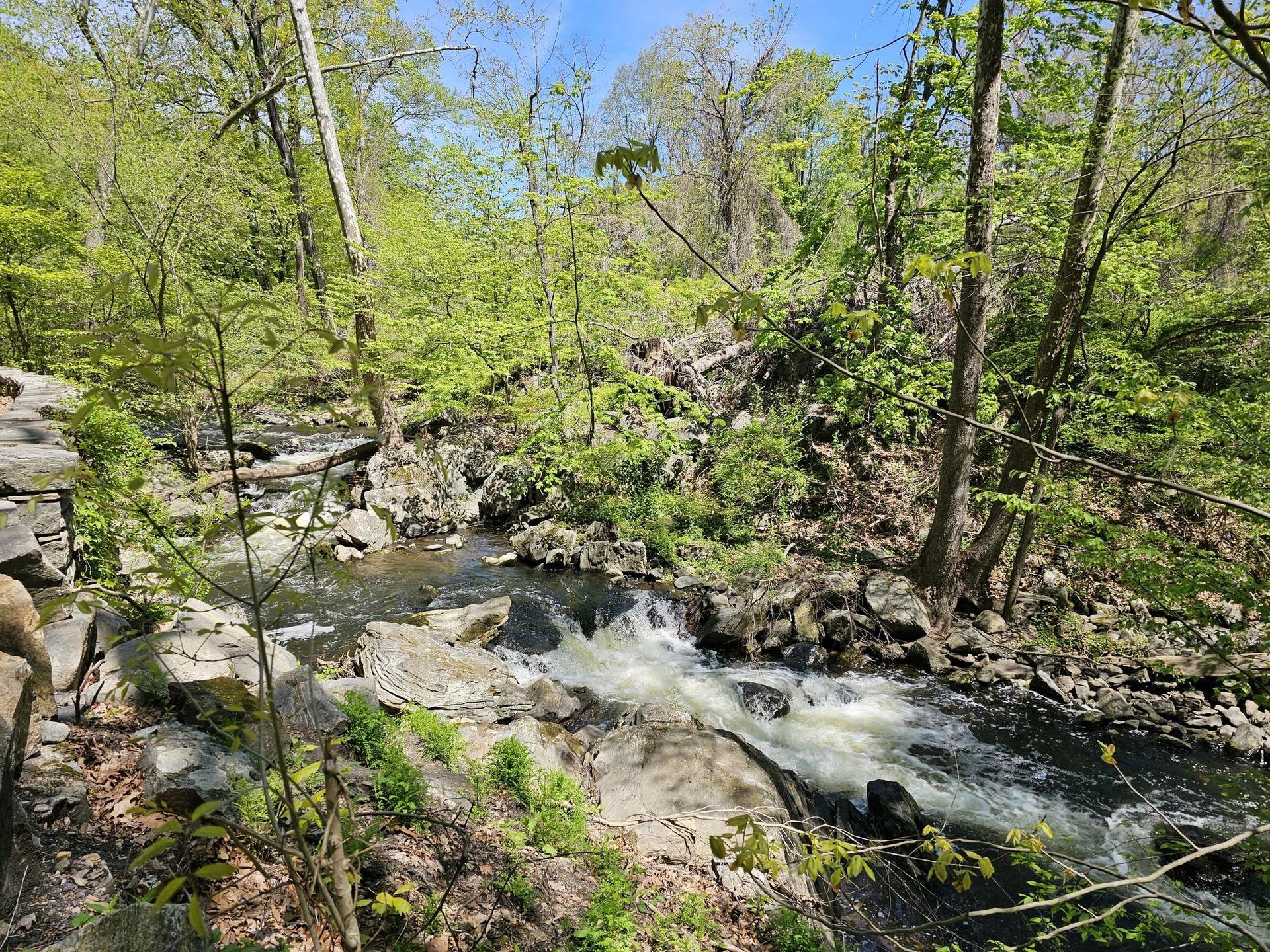 A rocky stream flows through a lush green forest on a sunny day.
