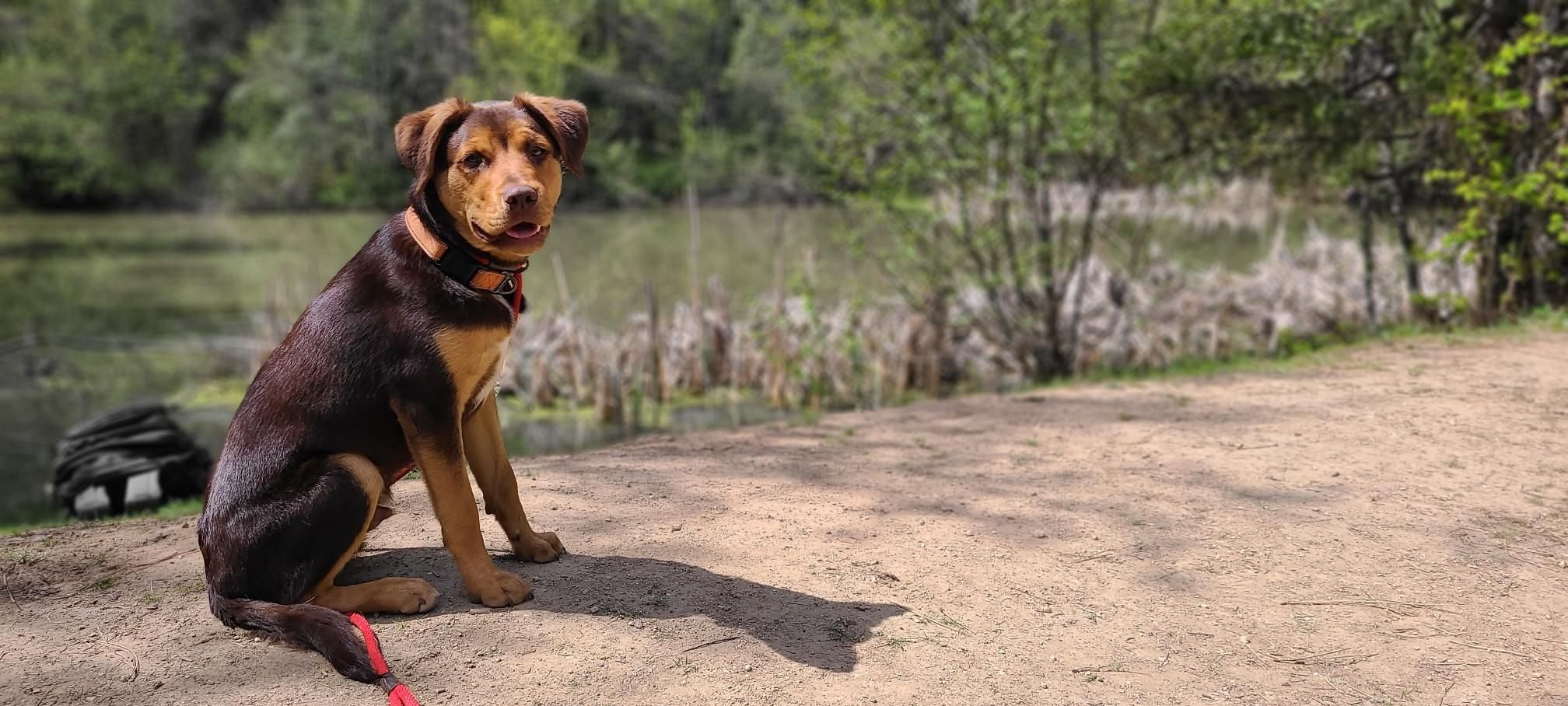 A brown and black dog sits on a sunny dirt path next to water. - McKenzie Conservation Area – LeLand Pond loop from Liberty Lake