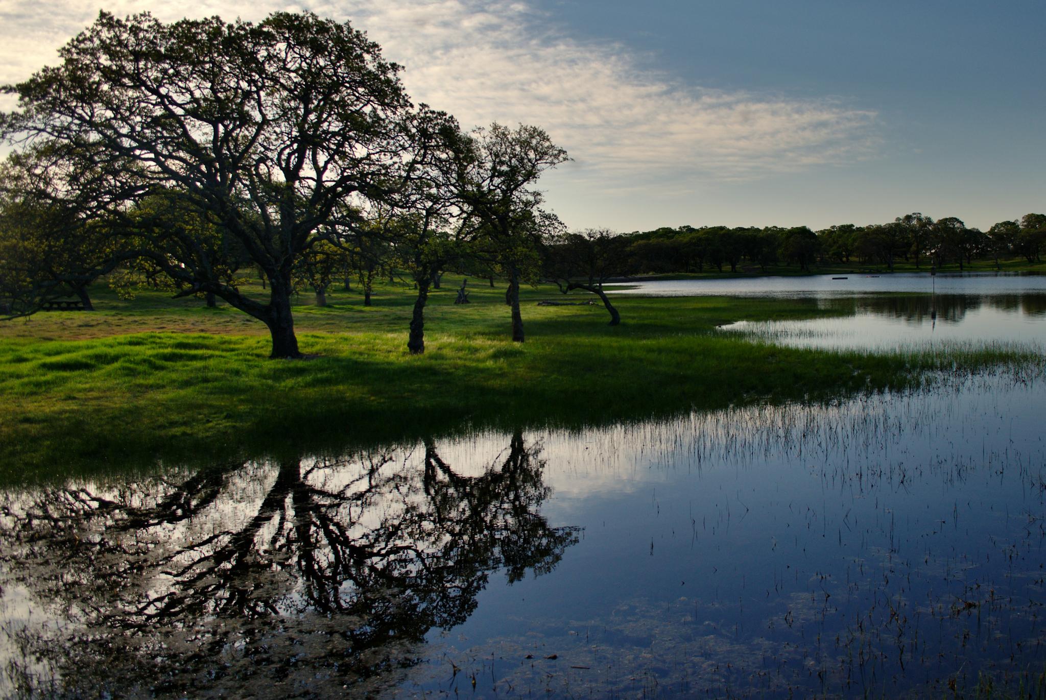Large trees with reflections beside a calm lake under a warm, clear sky.