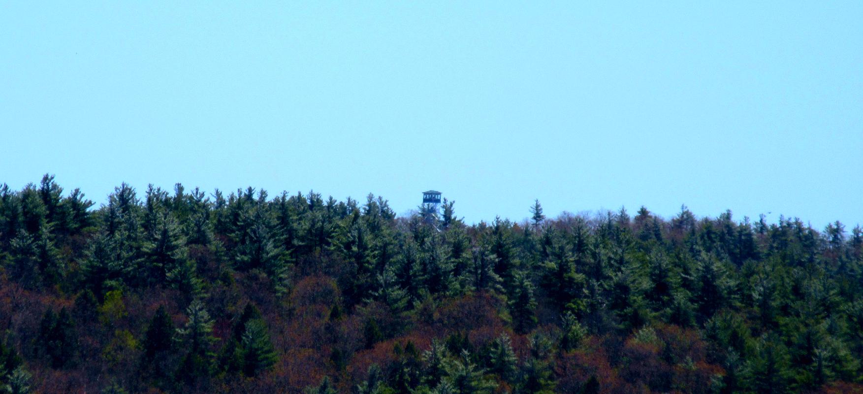 A distant structure peeks above a dense evergreen forest under a clear sky.