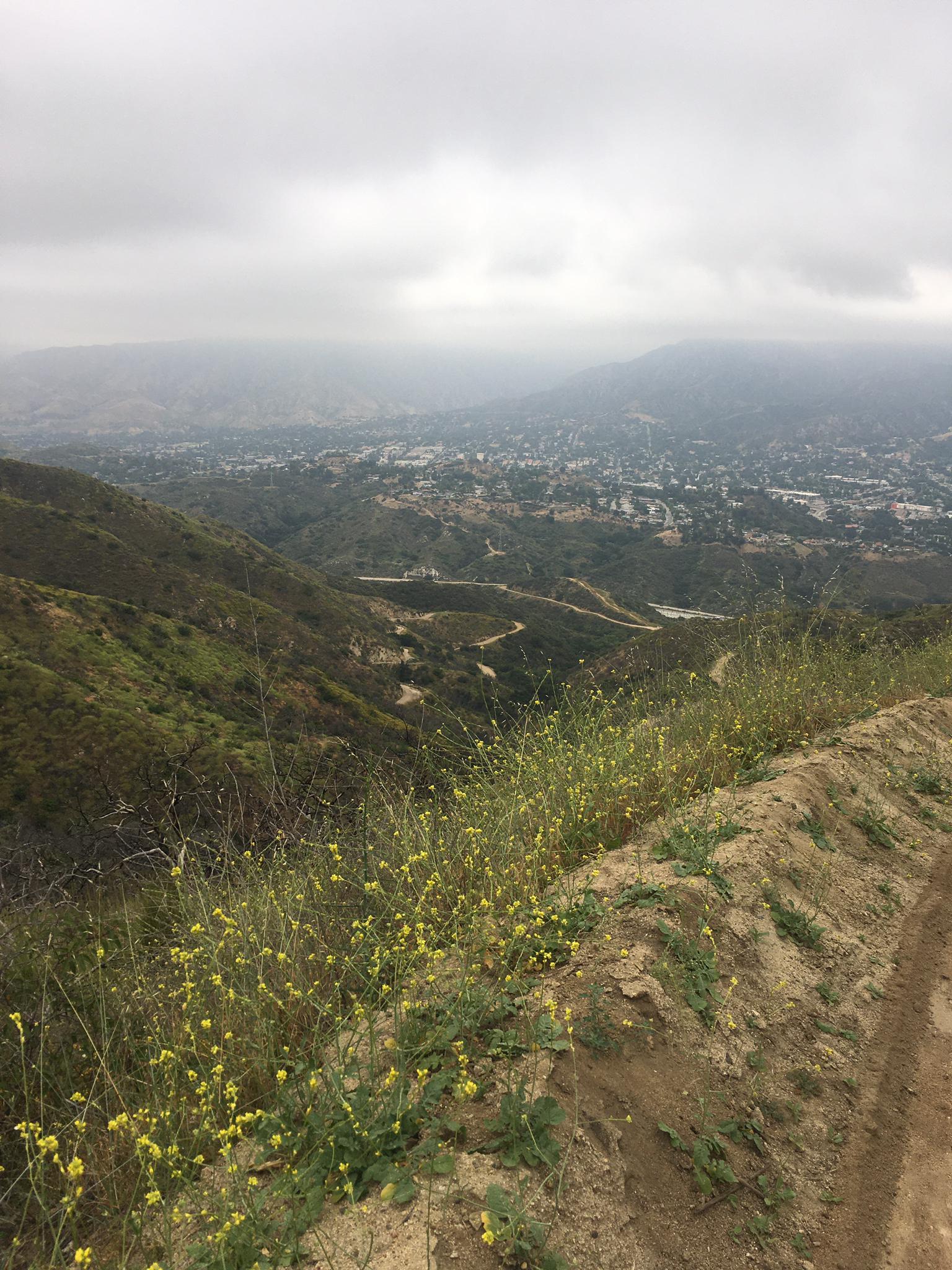 Overcast view from a hillside with yellow wildflowers overlooking a distant town.