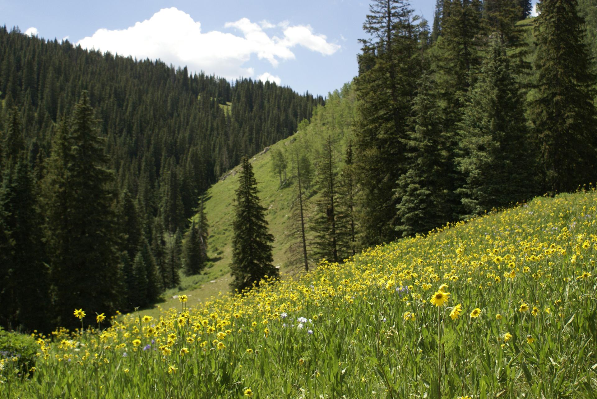 Sunny mountain valley with a vibrant meadow of yellow wildflowers and evergreen trees.