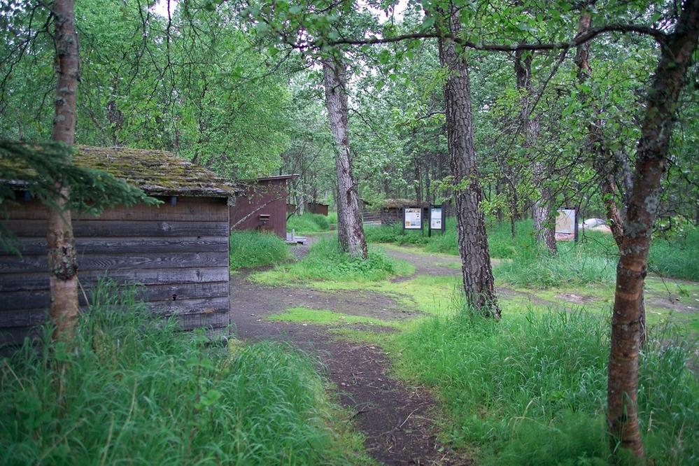 Dirt path winding through a green forest with rustic wooden cabins.