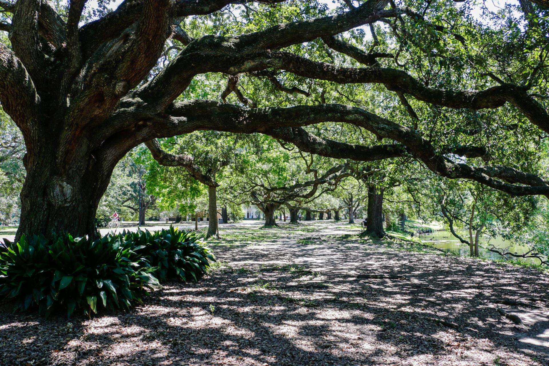 Massive oak trees with sprawling branches create dappled shade on a sunny day.