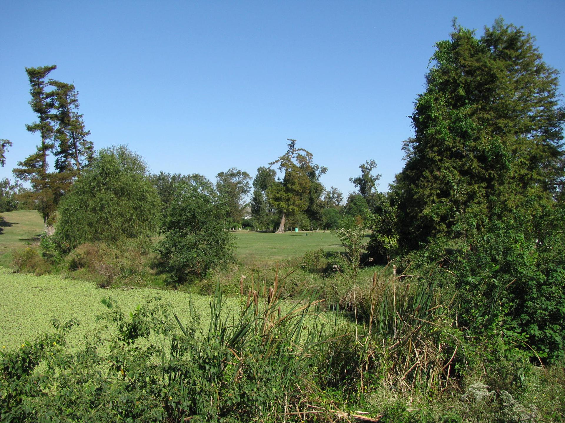 Lush green wetland with trees and a grassy field under a clear blue sky.