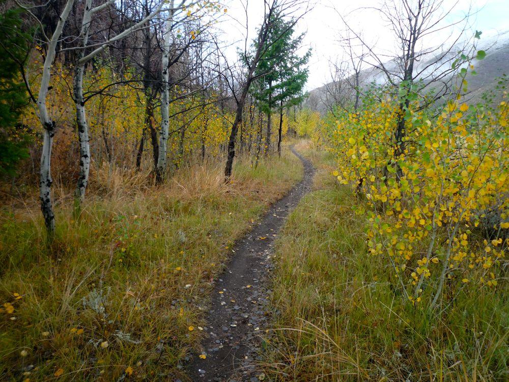 Narrow dirt path winding through yellow autumn trees and tall grass.