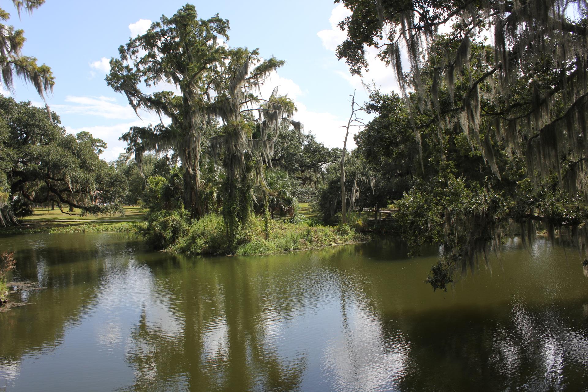 Dark water reflecting large trees draped in Spanish moss on a sunny day.