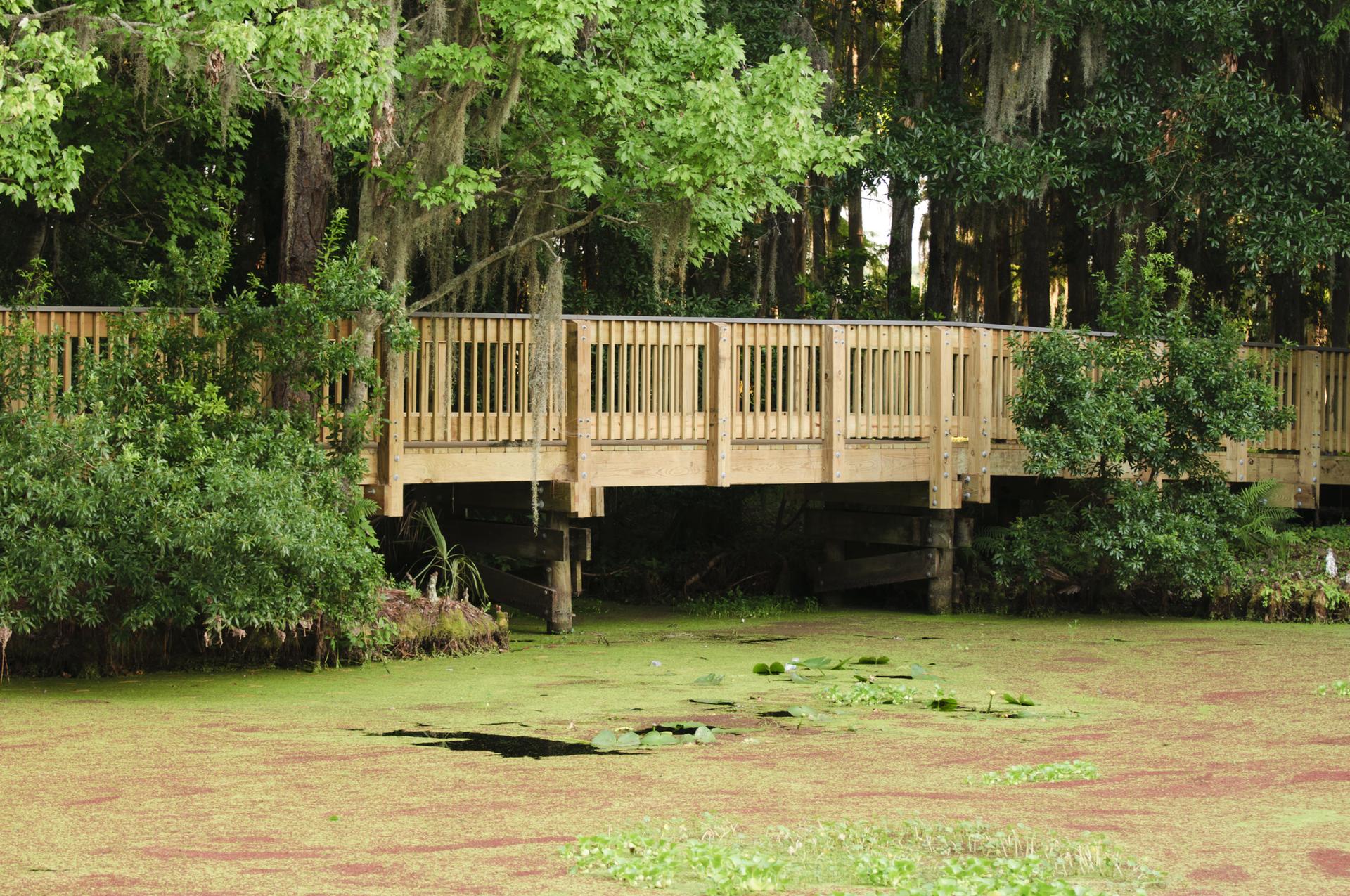 Wooden boardwalk extends over a green, algae-covered swamp with dense trees.