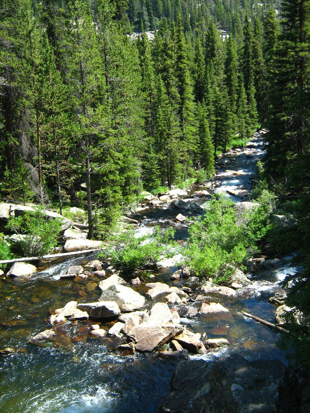 Rocky river flowing through a dense, sunlit pine forest on a bright day.